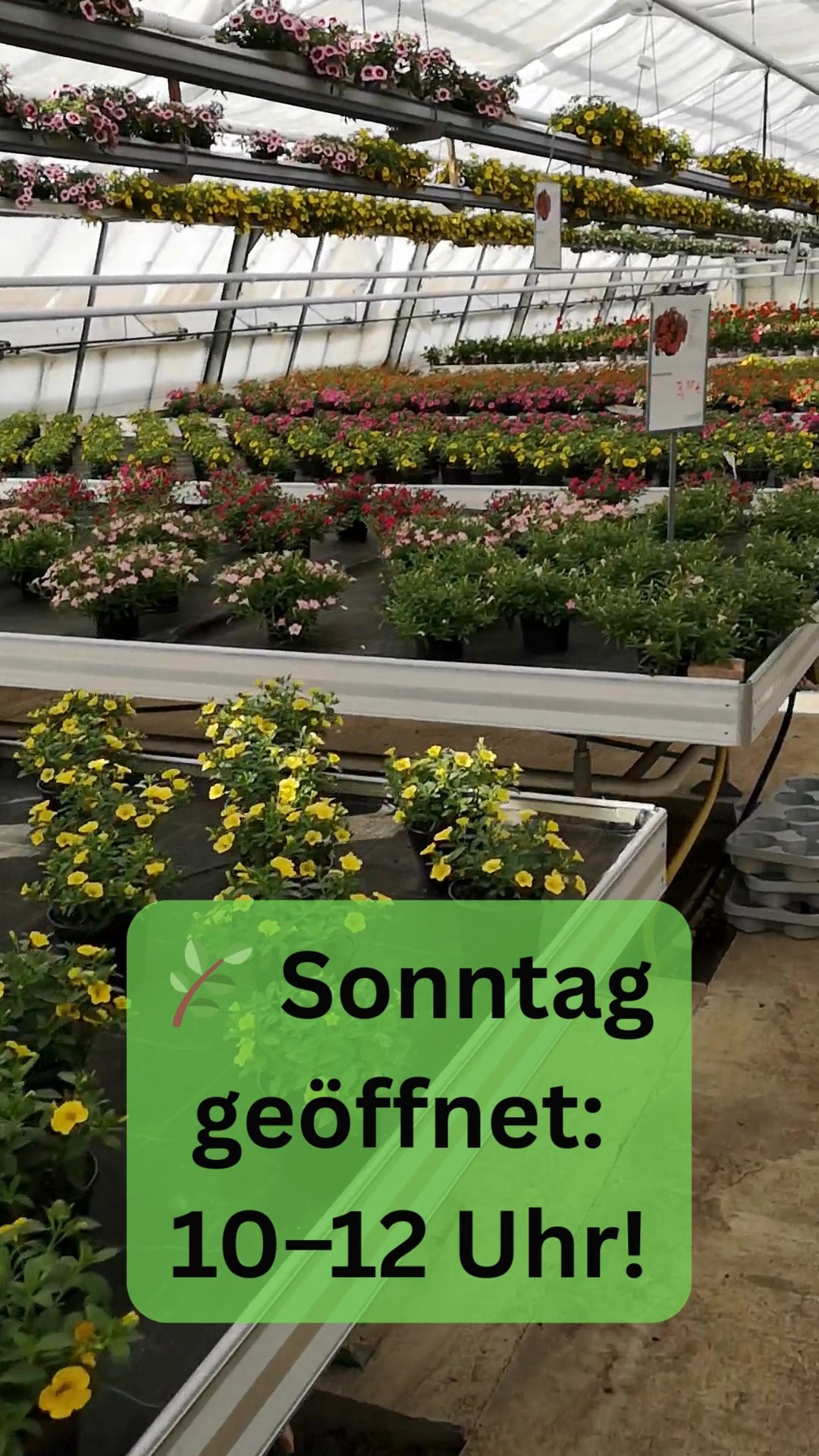 🌿 Extra geöffnet: Sonntag (4.5.) von 10–12 Uhr!

Entdeckt unsere große Auswahl an selbstgezogenen Sommerpflanzen direkt in unseren Produktionsgewächshäusern.
Ideal für Balkon, Garten oder Terrasse. Kommt vorbei – wir freuen uns auf euch!

📍 Nordbahnstr. 80, Kaiserslautern