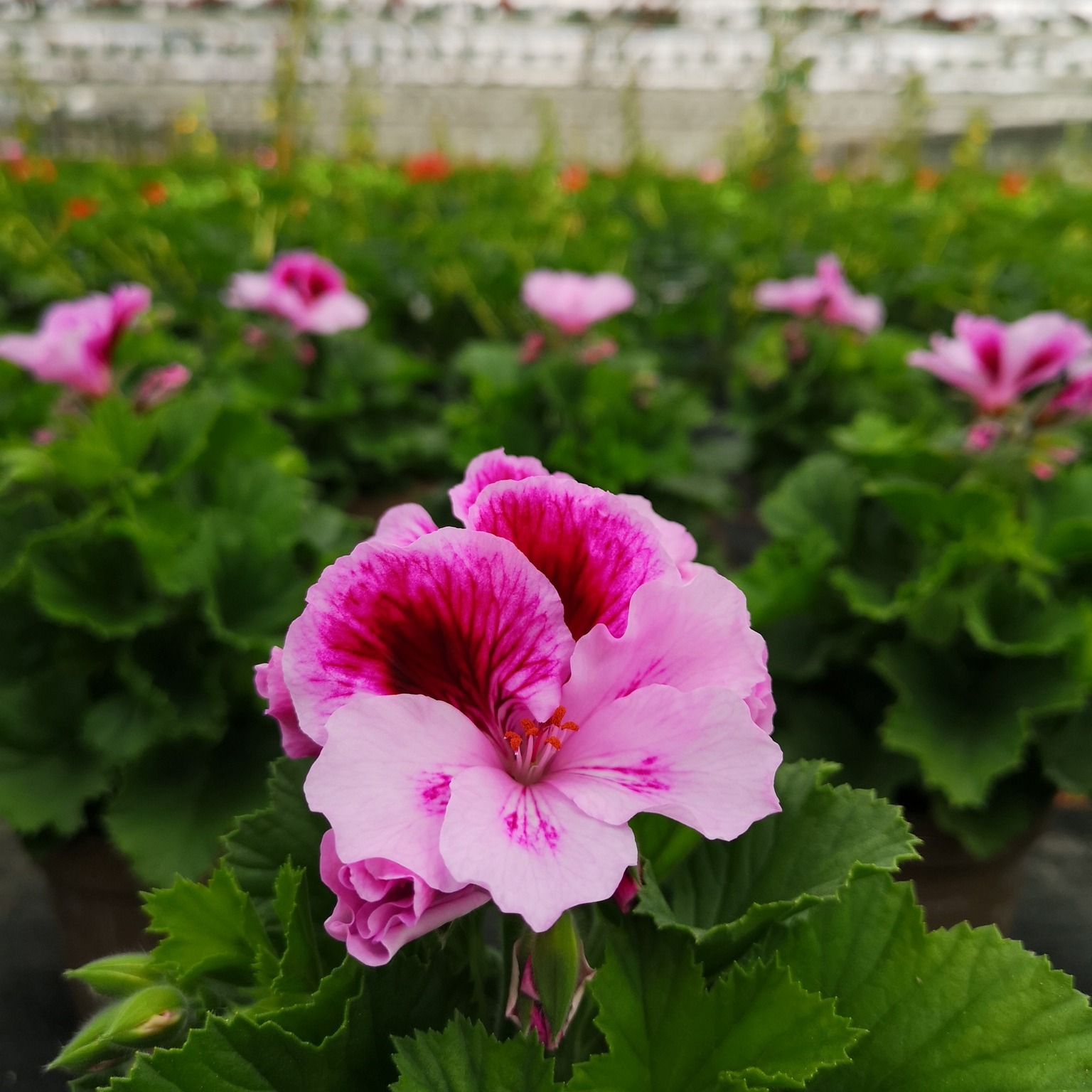 🌸 Die Geranientage sind da! 🌸

Ab sofort sind unsere Produktionsgewächshäuser in Kaiserslautern wieder für euch geöffnet, und wir haben nicht nur Geranien, sondern auch eine große Auswahl an anderen Sommerpflanzen für Balkon, Garten und Terrasse! 🌼🌿

Ob Geranien, Petunien, Begonien oder viele weitere sommerliche Pflanzenschätze – bei uns findet ihr alles, was das Pflanzenherz begehrt. 🎁💐

👉 Kommt vorbei und entdeckt die Farbenpracht unserer eigenen Produktion!

💬 Welche Sommerpflanzen dürfen bei euch in diesem Jahr nicht fehlen? Lasst es uns wissen! 💗💛💜

Parken könnt ihr bequem auf unserem Kundenparkplatz in der Mannheimer Str. 139-141 und geht dann direkt in die Gärtnerei! 🚗

#Geranientage #Kaiserslautern #Sommerpflanzen #GärtnereiMitHerz #Familienbetrieb #LokalEinkaufen #Eigenproduktion #FrischePflanzen #Balkonpflanzen #Gartenideen #Pflanzenliebe