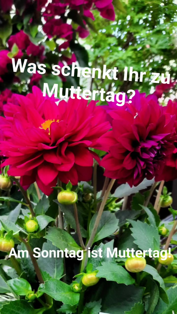 🌸 Am Sonntag ist Muttertag! 🌸
Habt ihr schon eine Idee, womit ihr Danke sagen wollt?
Ob groß oder klein – Hauptsache, es kommt von Herzen. 💝
Jetzt ist die perfekte Zeit, um euren Lieblingsmenschen eine Freude zu machen!

#Muttertag2025 #Geschenkidee #DankeMama #NichtVergessen