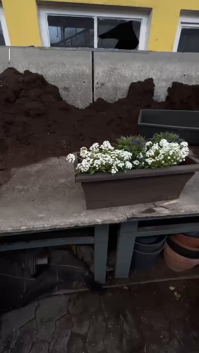🌿 Günstig, hübsch & selbst gemacht! 🌸
Ein Balkonkasten für unter 5 €? Im neuen Video gibt’s eine einfache Idee, wie mit wenig Budget und ein paar Handgriffen der Balkon aufblüht.

Alle gezeigten Pflanzen stammen aus eigener Produktion – direkt von Blumen Koch & Christmann in Kaiserslautern. Regional, frisch und mit viel Liebe großgezogen. 💚

➡️ Einfach reinschauen, inspirieren lassen – und gerne im Laden vorbeikommen.
Wer mag, kann das Video natürlich auch teilen und damit anderen eine kleine grüne Freude machen. 🌞🌼

#kochchristmann #kaiserslautern #balkonideen #blumenkasten #pflanzenliebe #gartenfreude #regionalekultur #selbstgemacht #budgetfreundlich #pflanzentipps #pfalzliebe