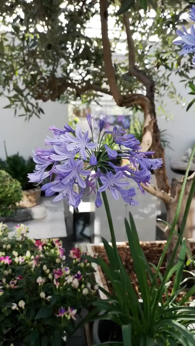 Kleiner Rundgang gefällig? 🎥🌿
Ein paar Eindrücke direkt aus dem Laden – aktuell blüht und grünt es an allen Ecken.

Vorbeischauen lohnt sich!

#kochchristmann #blumenladen #kaiserslautern #pflanzenliebe #floristik #grünblick #pflanzenfreude #blumenglück #urbanjungle #grünerdaumen #floristiklieb