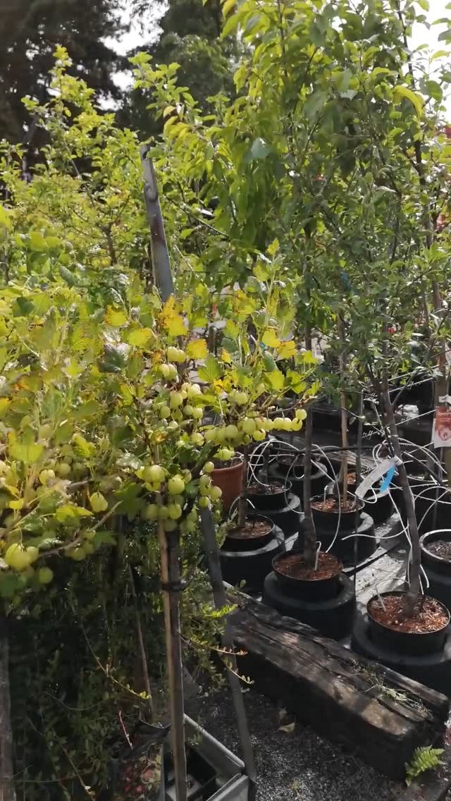 Die ersten Beeren werden reif.
In unserer Baumschule neben dem Verkaufsgewächshaus hängen schon die ersten Früchte an den Sträuchern – ein kleines Sommer-Update aus Kaiserslautern. 🌿
Wer Lust auf eigene Naschsträucher im Garten oder auf dem Balkon hat: Jetzt ist ein guter Zeitpunkt, sich umzuschauen.

#kochchristmann #beerenzeit #obststräucher #baumschule #kaiserslautern #regionalgenießen  #gartenfreude #regionaleinkaufen