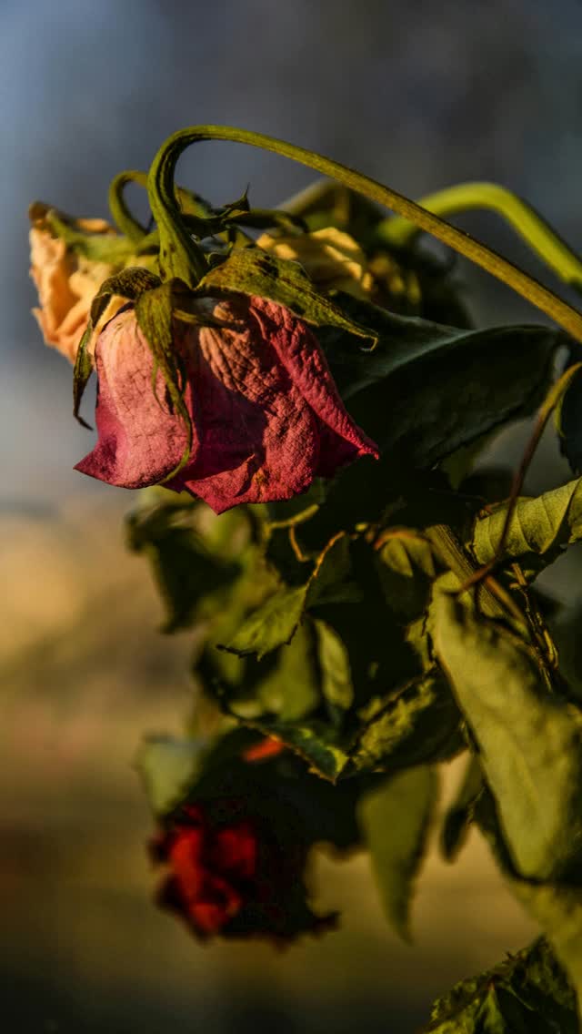 💧 Keine Zeit zum Gießen? Wir übernehmen das für Sie.

In den heißen Sommermonaten übernehmen wir für Sie zuverlässig das Gießen von Grabstätten auf den Friedhöfen in Kaiserslautern und direkter Umgebung. 🌿

🔸 Persönlich & verlässlich
🔸 Auch ohne komplette Grabpflege buchbar
🔸 Regionaler Service durch unser Team vor Ort

📞 Rufen Sie uns an unter:
0631/6803860

✉️ Oder schreiben Sie uns eine E-Mail an:
grabpflege@koch-christmann.de

Wir freuen uns auf Ihre Anfrage.

#kochchristmann #gießservice #grabpflege #kaiserslautern #friedhofspflege #blumenpflege #regionalundpersönlich #sommerpflege