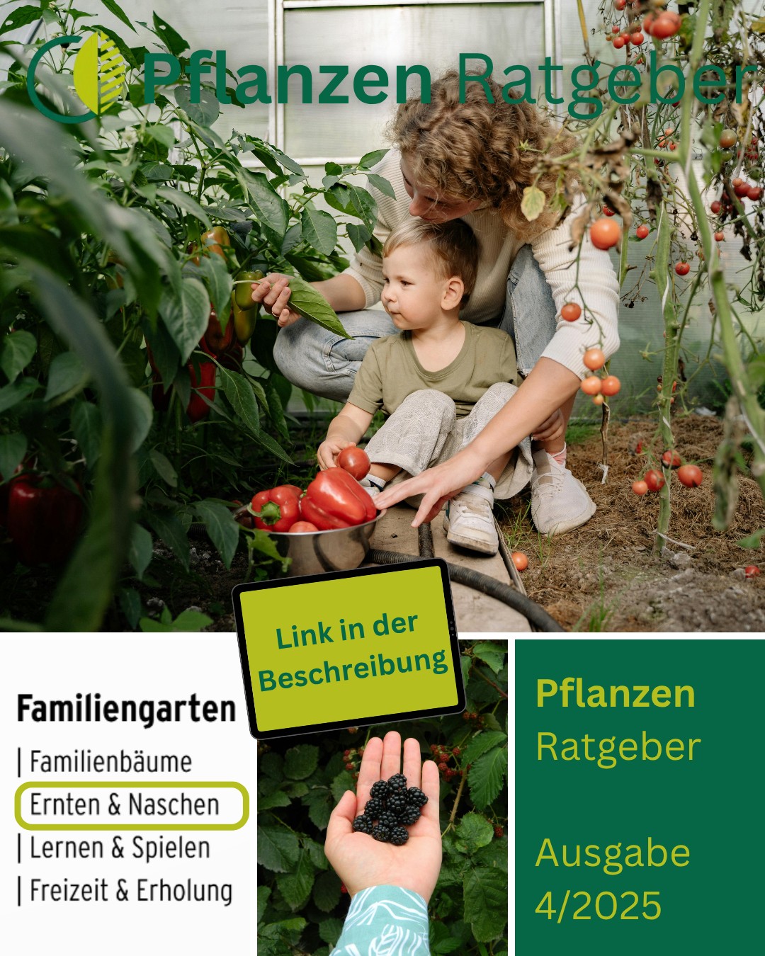 🍓 Naschen direkt vom Strauch – gesünder und nachhaltiger geht’s kaum!
Im neuen „Pflanzen Ratgeber“ zeigen wir euch, wie ihr eine Naschhecke, ein Kräuterbeet oder ein Gemüsebeet ganz einfach selbst anlegt – auch für kleine Gärten oder Hochbeete geeignet.

📲 Einfach reinschauen unter: https://pflanzenfachhandel.de/Koch/

🌱 Ideal für alle Foodies & Frischluftfans in Kaiserslautern!

#kochchristmann #kaiserslautern #naschgarten #kräuterliebe #gemüseliebe #essbarelandschaft #selbstversorger