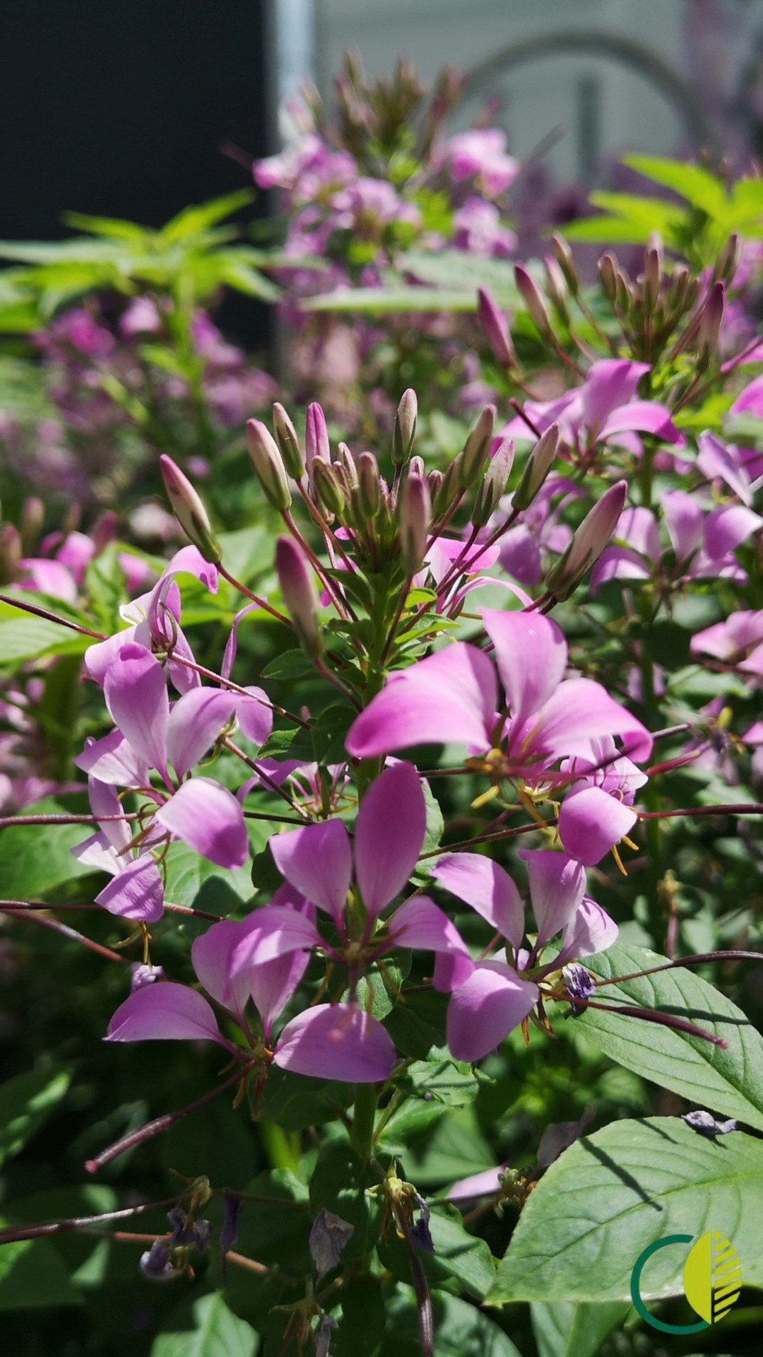 Gute Laune am Wochenende – dieses Mal in Rosa! 🌸💚

Unsere Cleomen blühen jetzt in voller Pracht – mit zartrosafarbenen Blüten ein echter Hingucker für Beet, Kübel oder Balkon.

Kommt vorbei in Kaiserslautern und sichert euch euer Blühwunder für den Sommer!
✨ Nur solange der Vorrat reicht – für 13,90 €.

#kochchristmann #GuteLauneAmWochenende #Wochenendangebot #Cleome #Spinnenblume #Sommerblüher #Blumenliebe #Pflanzenfreude #Kaiserslautern #Floristik #Balkonpflanzen