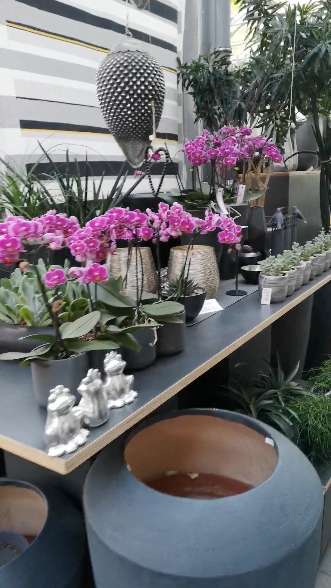 Kleiner Rundgang durchs Warmhaus 🌿
Zwischen viel Grün, ein paar Blüten und hellen Töpfen – ein kurzer Einblick, wie’s gerade bei uns aussieht.

#kochchristmann #warmhaus #pflanzenliebe #zimmerpflanzen #kaiserslautern #blumenladen #urbanjungle #grünerdaumen #pflanzenfreude