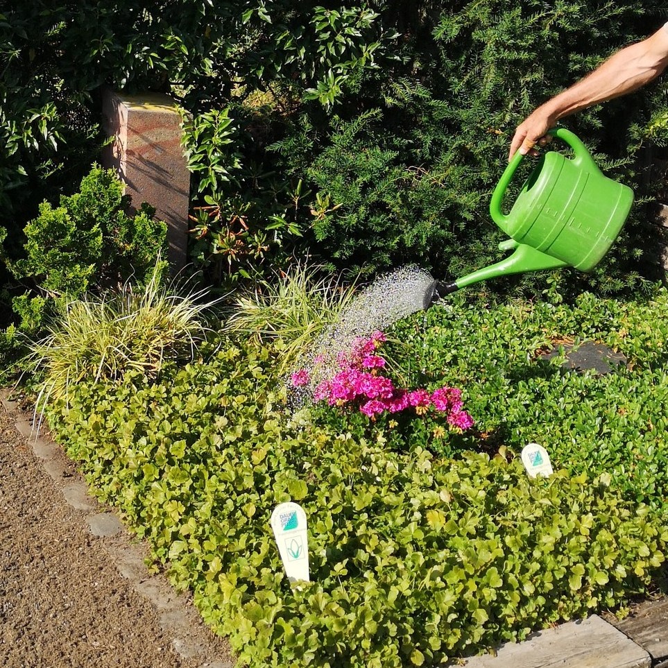 💧 Wir übernehmen das Gießen auf dem Friedhof – zuverlässig & regional.

Die Sommerhitze macht es oft schwer, Gräber regelmäßig zu pflegen.
Unser Gießservice für Friedhöfe in Kaiserslautern und Umgebung sorgt dafür, dass alles weiterhin gepflegt und liebevoll versorgt bleibt. 🌿

🔸 Auch ohne komplette Grabpflege buchbar
🔸 Regional & persönlich
🔸 Ideal für Urlaubszeit, lange Anfahrten oder einfach zur Entlastung

📞 Jetzt anrufen: 0631/6803860
✉️ Oder schreiben Sie uns: grabpflege@koch-christmann.de

#kochchristmann #gießservice #grabpflege #kaiserslautern #friedhofspflege #sommerpflege #regionalundpersönlich