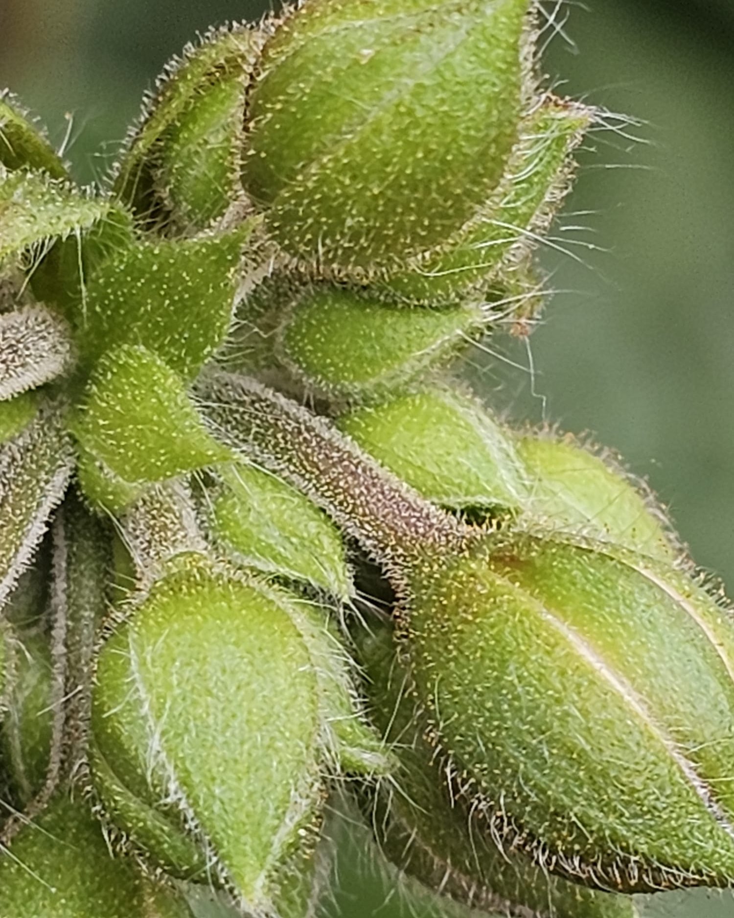 🔎 Neues Pflanzenrätsel gefällig?

Auch heute zeigen wir euch eine Pflanze mal ganz nah.
Na, welche Pflanze wurde hier in Szene gesetzt ?

👇 Schreib uns deine Vermutung in die Kommentare – wir lösen bald auf!

#kochchristmann #kaiserslautern #blumenrätsel #makroaufnahme #pflanzenliebe #rätselliebe #gärtnereialltag #regionalverbunden