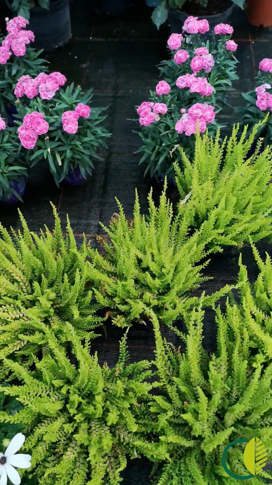 Kleiner Rundblick durchs Kalthaus & Freiland 🌱
Ein paar aktuelle Eindrücke – still, grün und einfach schön draußen zwischen den Pflanzen.

#kochchristmann #kalthaus #freilandpflanzen #pflanzenliebe #kaiserslautern #blumenladen #gartenzeit #grünblick #pflanzenvielfalt