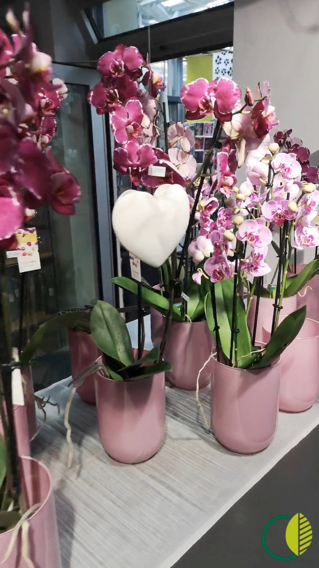 💜 Unsere Orchideen stehen in voller Blüte – jede einzelne ein kleines Kunstwerk!
Ob als Geschenk oder für euer Zuhause: Mit ihren leuchtenden Farben und eleganten Blüten bringen sie sofort Frische und Stil in jeden Raum.

👉 Kommt vorbei und lasst euch inspirieren – wir beraten euch gerne persönlich.

#kochchristmann #kaiserslautern #orchideenliebe #pflanzenfreude #blumengeschenk #wohnideen #regionalverbunden