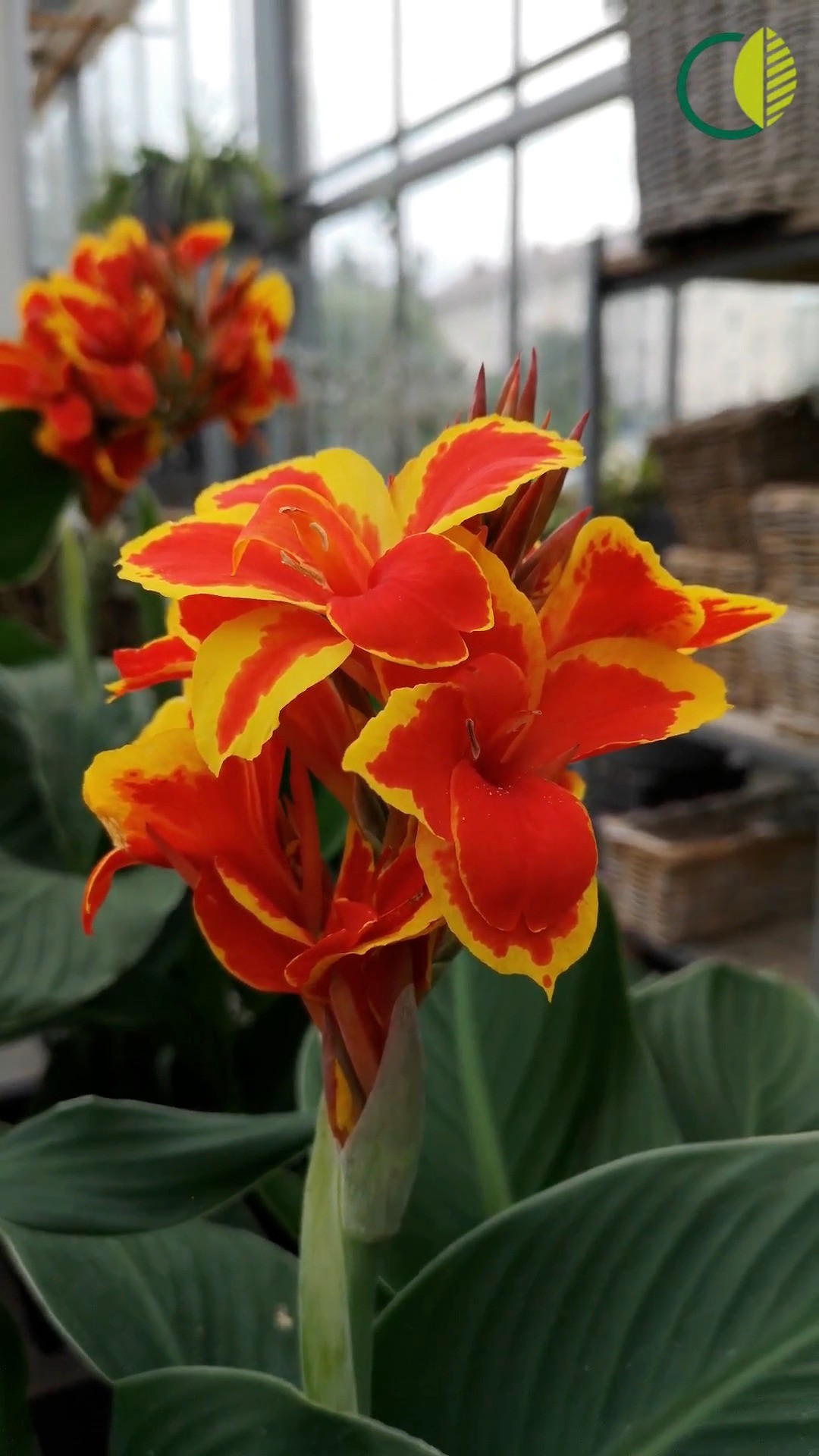 Gute Laune am Wochenende – tropisch & kraftvoll 🌿🔥

Diese Woche wartet ein echter Sommer-Star auf euch:
Unsere Canna – mit ihren kräftigen Blättern & leuchtenden Blüten bringt sie tropisches Flair auf Terrasse, Balkon oder in den Garten.

Im Reel seht ihr sie schon bereitstehen – für 13,90 €, nur solange der Vorrat reicht! 💚

#kochchristmann #GuteLauneAmWochenende #Wochenendangebot #Canna #Blumenliebe #Pflanzenfreude #Sommerpflanze #Kaiserslautern #Tropenfeeling #Floristik #Balkonpflanzen