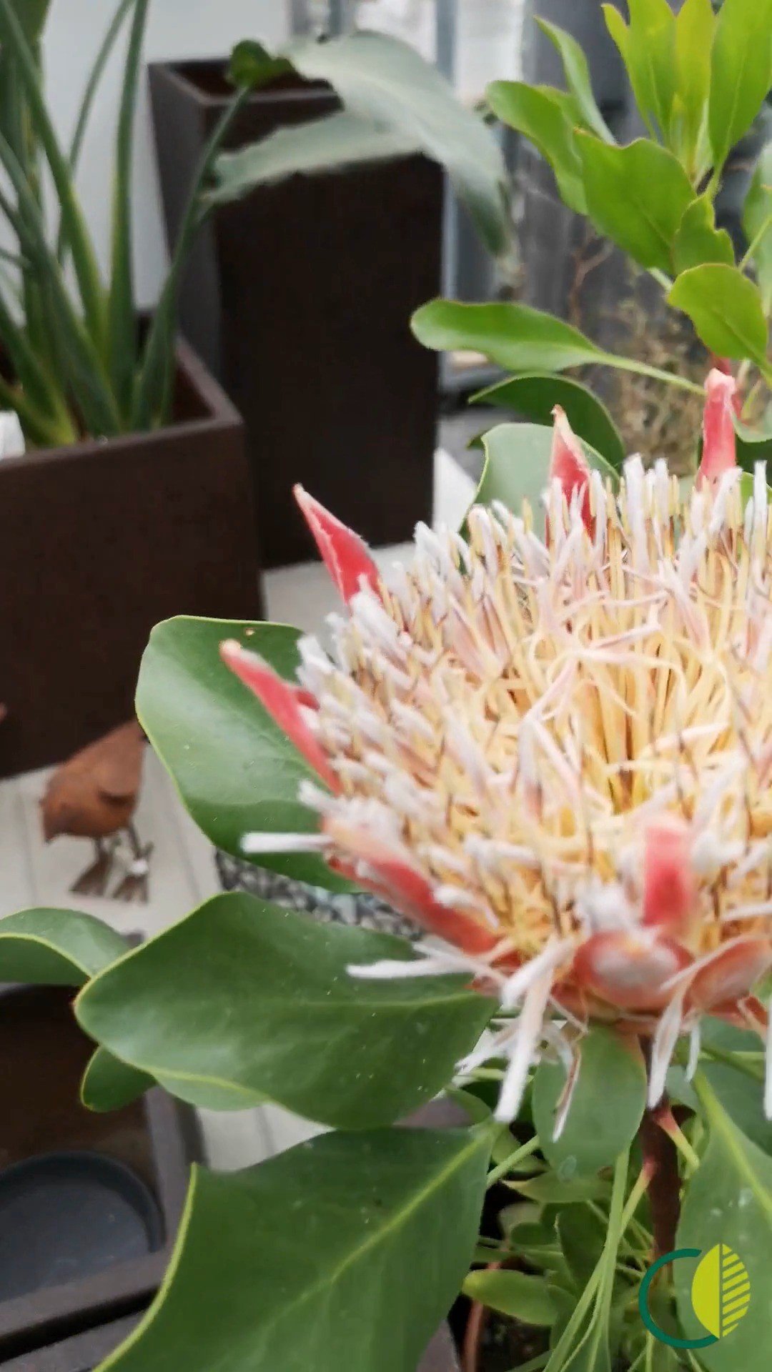 Der Juli neigt sich dem Ende – aber es ist noch nicht zu spät für frische Farbe im Garten.
Im Kalthaus warten Stauden, Blüher & Kräuter auf ein neues Zuhause.

#kochchristmann #kaiserslautern #sommerimgrünen #blumenzeit #staudenvielfalt #gärtnereialltag