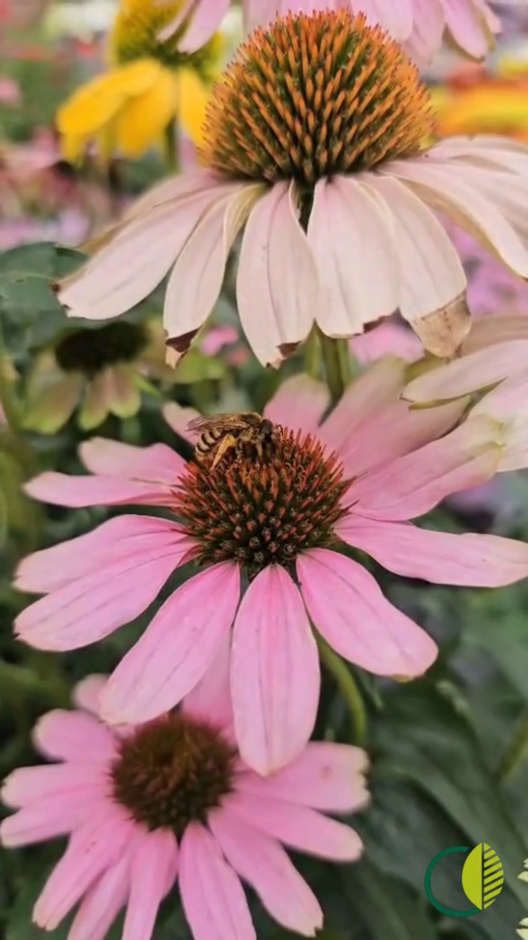 Bienen auf Blüten, ganz nah dran.
Schön zu sehen, was sich da alles tut – und wie wichtig es ist, solche Plätze im Garten zu haben. 🐝🌸
#kochchristmann #kaiserslautern #bienenfreundlich #sommergarten #gartenliebe #pflanzenvielfalt #naturnah #regionaleinkaufen