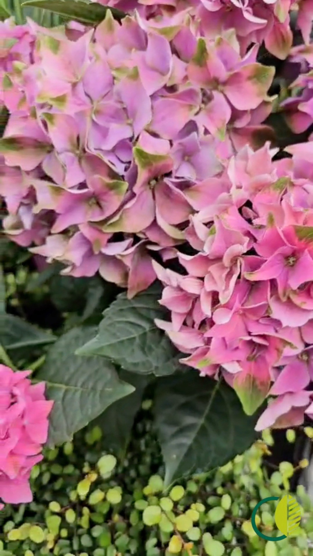 Kurzer Schwenk über einen der Tische im Verkaufsgewächshaus. 🌿
Die Saison neigt sich dem Ende zu, ein paar schöne Sommerpflanzen stehen noch.

#kochchristmann #kaiserslautern #blumenladen #gärtnerei #sommerpflanzen #gartenzeit #regional