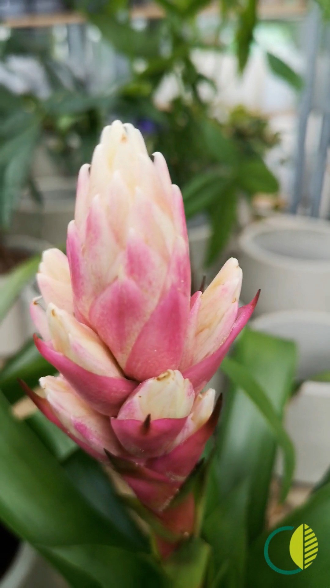 Im Kalthaus heute Nachmittag. 🌿
Wer noch was für Beet oder Kübel sucht, wird hier fündig.

#kochchristmann #kaiserslautern #gärtnerei #blumenladen #gartenpflanzen #spätsommer #regionalverbunden #pflanzenzeit