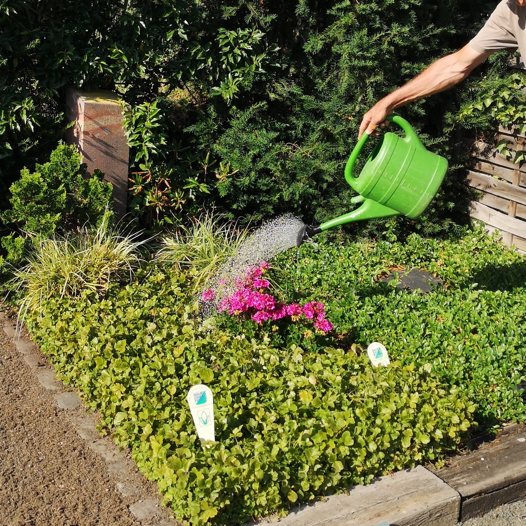 💧 Wir kümmern uns, wenn Sie nicht da sein können.
Gerade in den Sommermonaten brauchen Gräber besondere Aufmerksamkeit. Unser Gießservice in Kaiserslautern und Umgebung sorgt zuverlässig dafür, dass die Ruhestätten Ihrer Angehörigen gepflegt bleiben. 🌿
📍 Regional & persönlich
📞 0631/6803861
📧 grabpflege@koch-christmann.de
➡️ Auch ohne komplette Grabpflege buchbar – ideal für Urlaubszeiten oder wenn die Anfahrt zu weit ist.
#kochchristmann #gießservice #grabpflege #kaiserslautern #friedhofspflege #regionalverbunden #sommerpflege