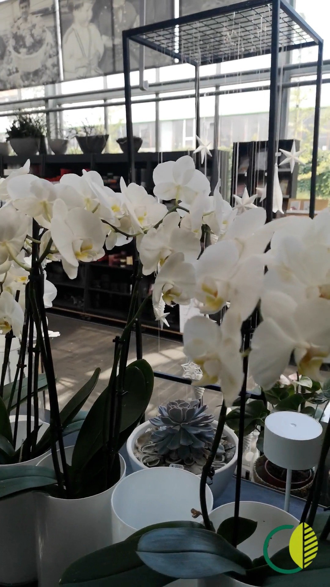 Ein paar Eindrücke aus unserem Geschäft🌸🌿
Schnittblumen, Orchideen und kleine Details, die Atmosphäre schaffen.
#kochchristmann #kaiserslautern #floristik #schnittblumen #orchideen #dekoideen #regional #blumenliebe