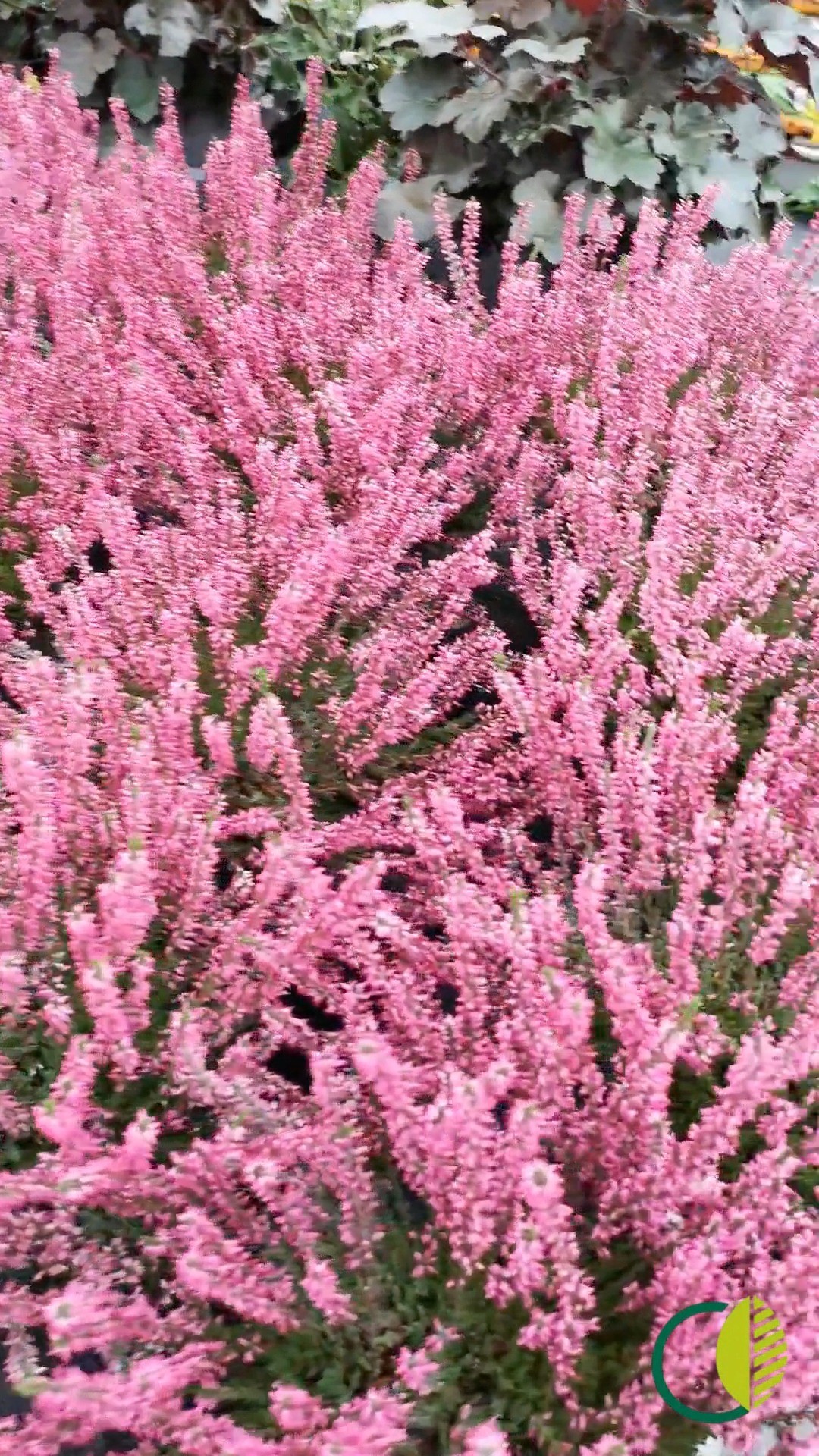 Blütenvielfalt im Freiland 🌸🌿
Ein paar Eindrücke voller Farbe.
#kochchristmann #kaiserslautern #gärtnerei #pflanzen #blütenpracht #regional #saisonal #pflanzenfreude