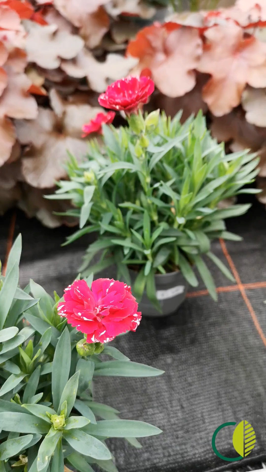 Kleine Schwenks durchs Freiland 🍃
Eindrücke zwischen Pflanzen und Farben.
#kochchristmann #kaiserslautern #gärtnerei #pflanzen #regional #saisonal #naturpur #pflanzenfreude