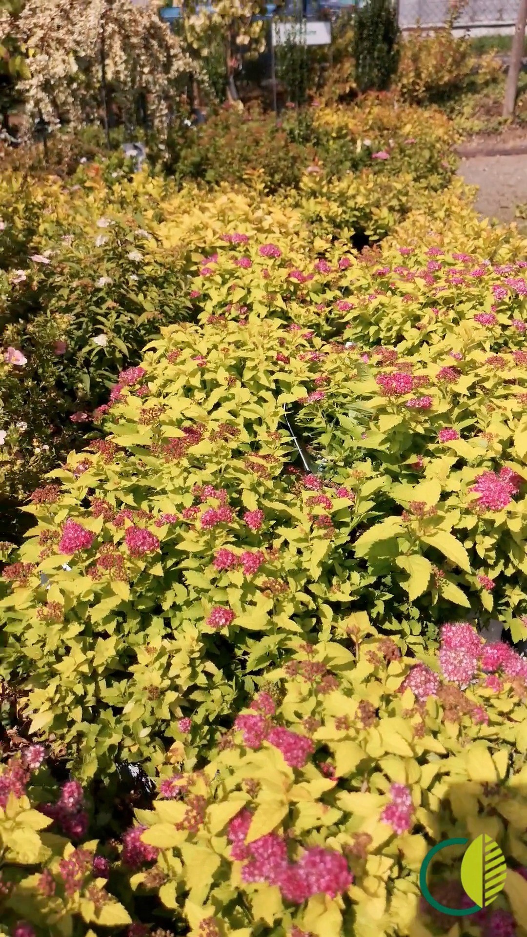 Grüne Vielfalt aus der Baumschule 🌱
Ein kleiner Einblick in unsere Pflanzenwelt.
#kochchristmann #kaiserslautern #gärtnerei #pflanzenliebe #regional #pflanzenvielfalt #gartenideen