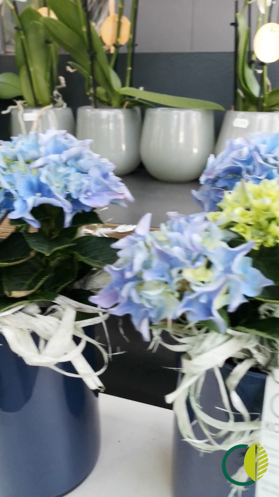 Kleine Clips aus unserem Betrieb 🌿
Ein paar Eindrücke voller Farbe und Lebendigkeit.
#kochchristmann #kaiserslautern #gärtnerei #pflanzen #blumenliebe #regional #saisonal #pflanzenfreude