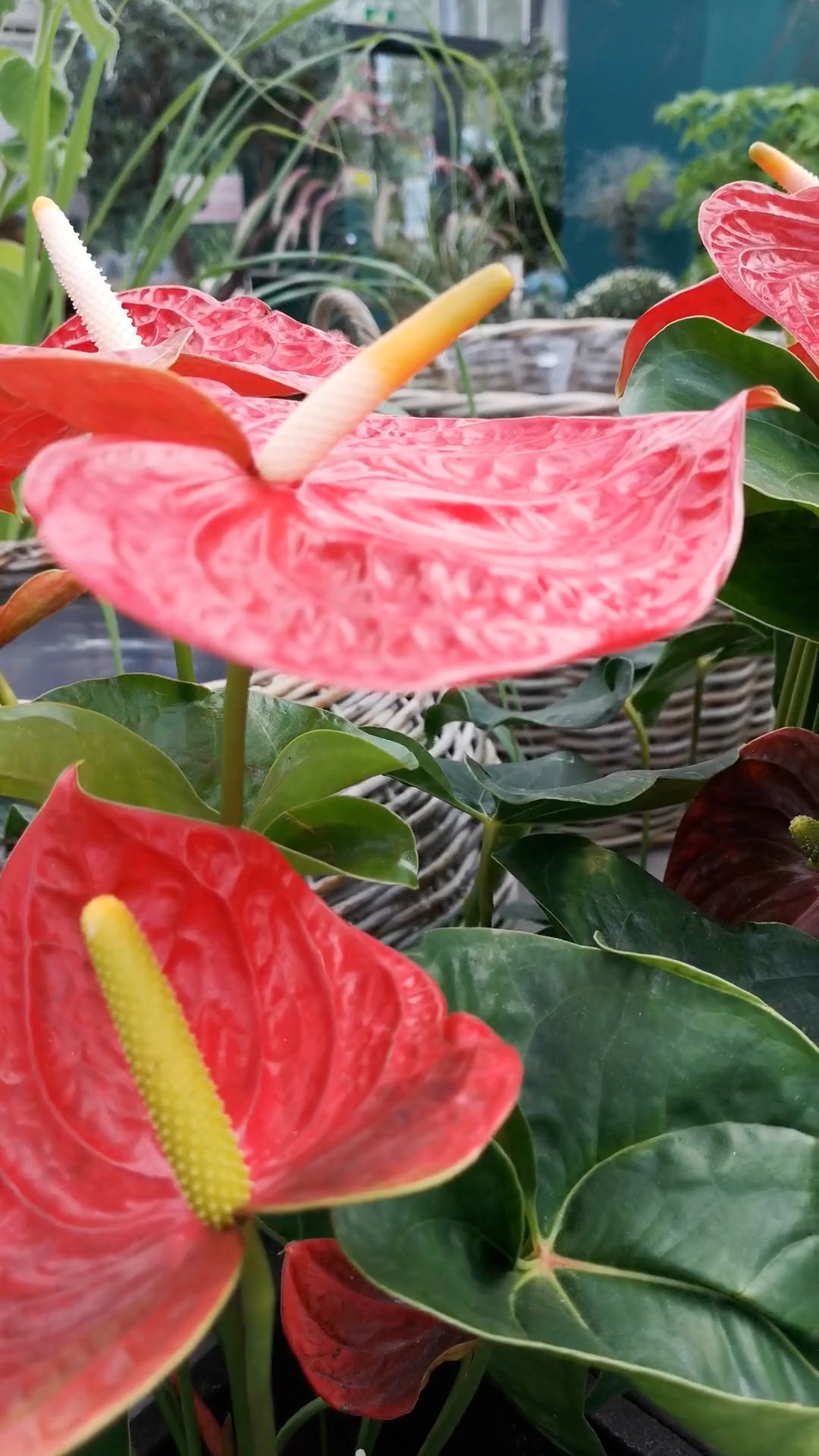 Ein Blick durch unseren Betrieb 🌸
Zwischen Floristik, Pflanzen und Grün, ein paar Eindrücke aus dem Alltag.
#kochchristmann #kaiserslautern #gärtnerei #floristik #regional #saisonal #blumenliebe #pflanzenfreude