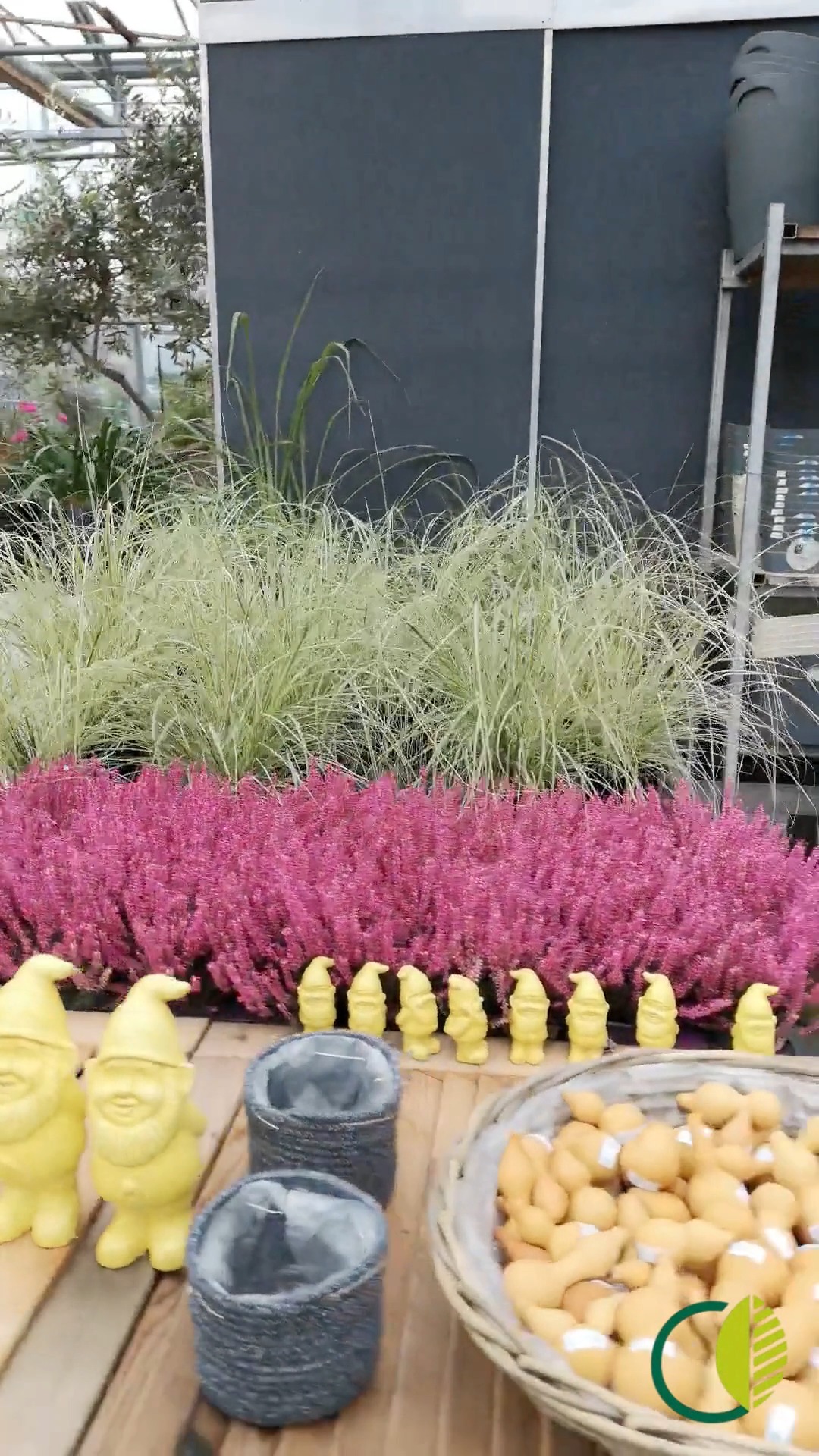 Ein letzter Blick durchs Kalthaus, bevor es ans Umräumen geht. ✨
Heute hat sich viel verändert, die Vorbereitungen für unsere Adventsausstellung laufen.
So sah es davor aus.

#kochchristmann #kaiserslautern #gärtnerei #kalthaus #floristik #adventsausstellung #regional #saisonal #werkstatt