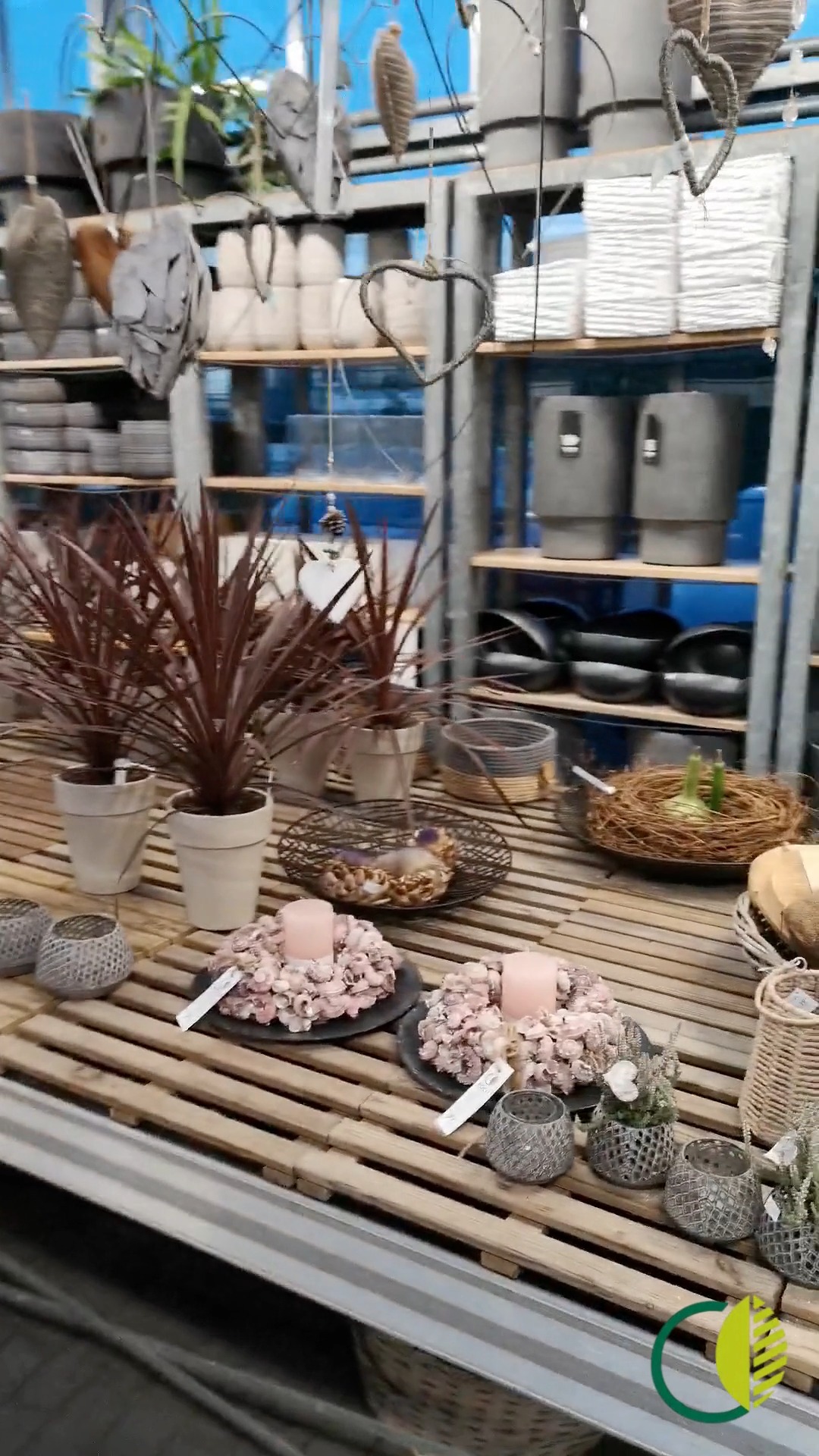 Ein weiterer Blick durchs Kalthaus ✨
Der Aufbau für die Adventsausstellung geht weiter. Noch nicht ganz fertig, aber die Veränderungen sind schon deutlich zu sehen.

#kochchristmann #kaiserslautern #gärtnerei #kalthaus #floristik #adventsausstellung #regional #saisonal #werkstatt