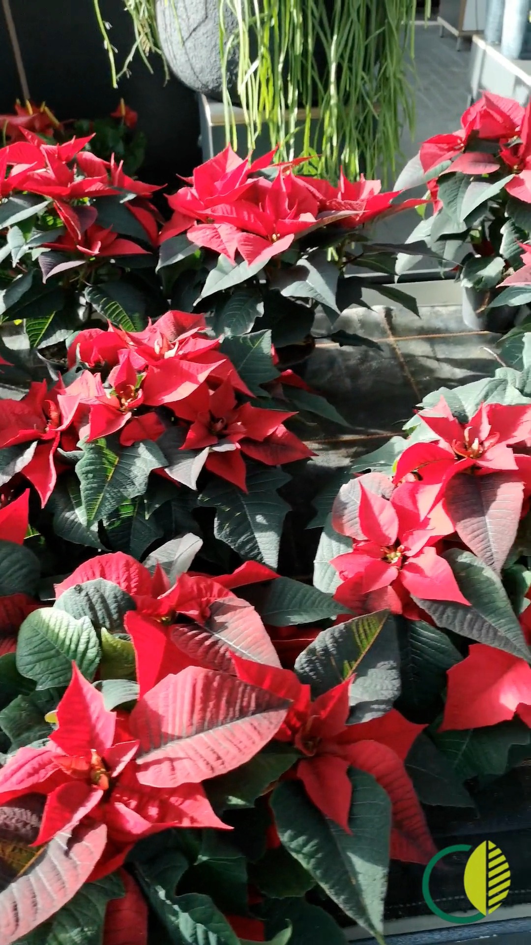 Die ersten Weihnachtssterne sind da ⭐
Frisch aus eigener Produktion und jetzt im Warmhaus im Verkauf.
Ein Stück Winterstimmung zieht ein.
#kochchristmann #kaiserslautern #gärtnerei #weihnachtssterne #poinsettia #warmhaus #regional #saisonal #pflanzenliebe