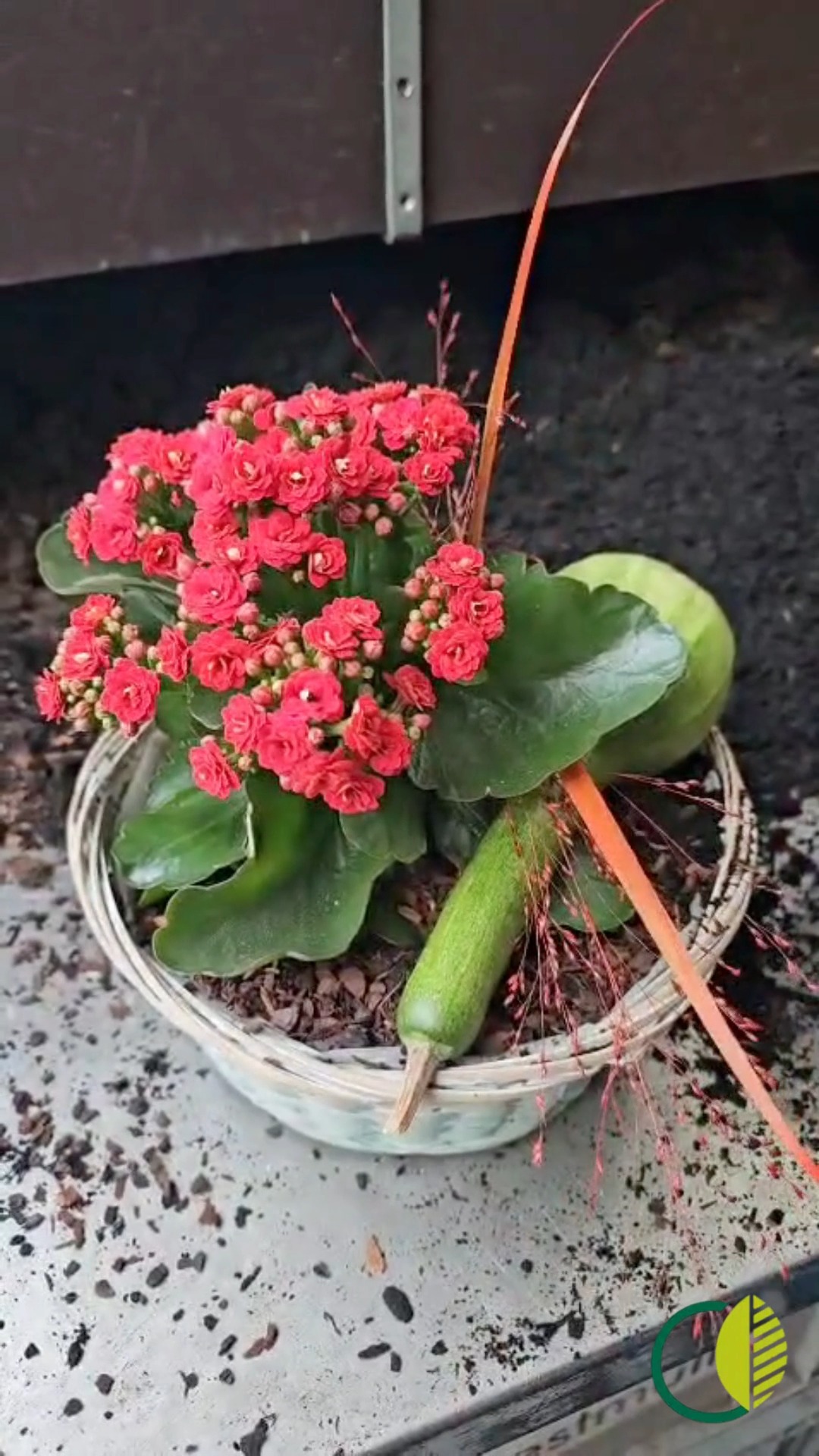 Ein Blick hinter die Kulissen 🍂
So entsteht unser Wochenendangebot. Eine Kalanchoe mit Zierkürbis in ein passendes Körbchen gepflanzt.✨

#kochchristmann #kaiserslautern #floristik #gärtnerei #wochenendangebot #kalanchoe #handarbeit #saisonal #regional