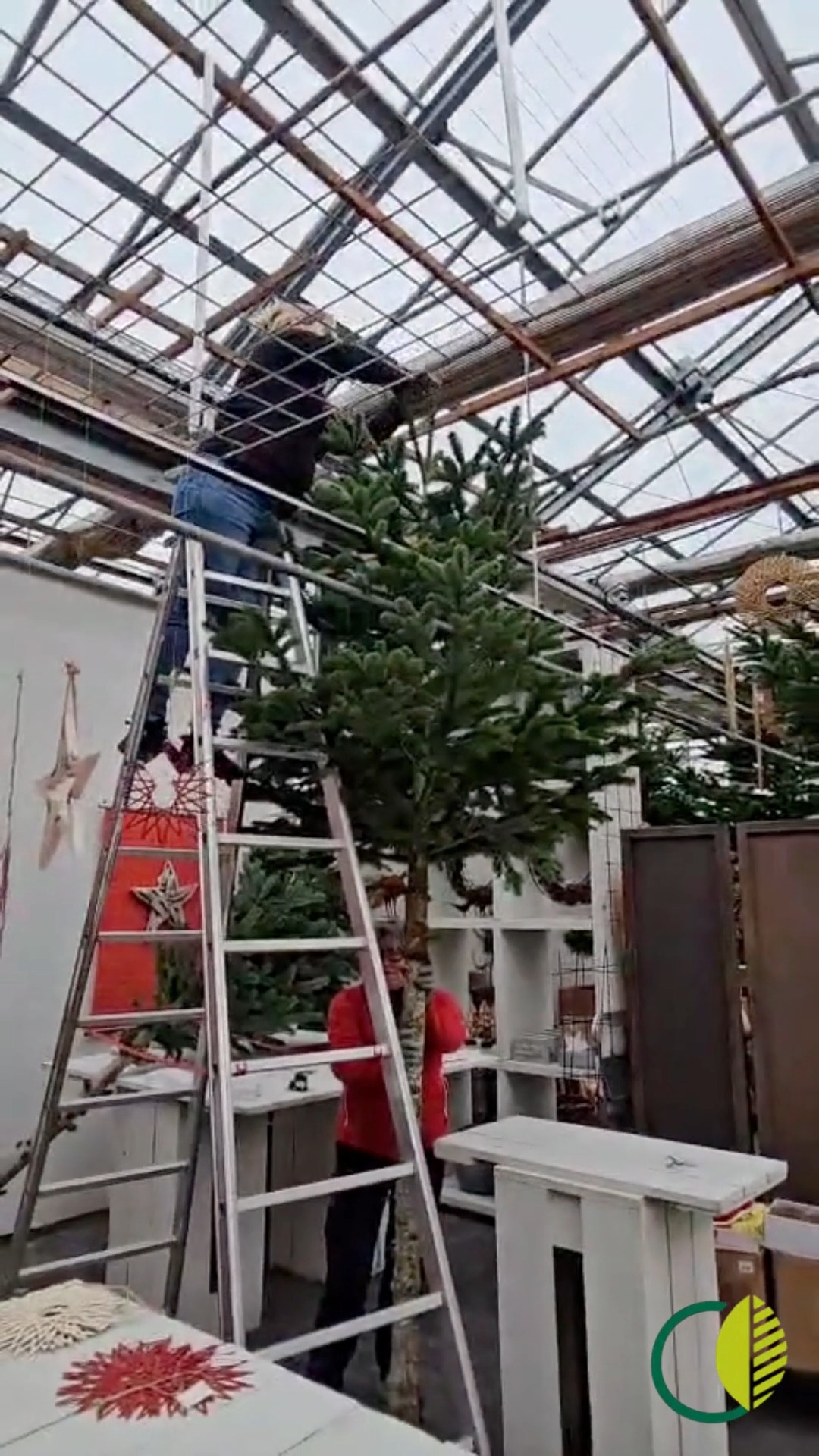 Mit vollem Einsatz für die Adventsausstellung 💪🌲
Schritt für Schritt nimmt alles Gestalt an – auch die Tannen brauchen ihren Platz!

#kochchristmann #adventsausstellung #teamwork #weihnachten #kaiserslautern #floristik #vorfreude #weihnachtsstimmung