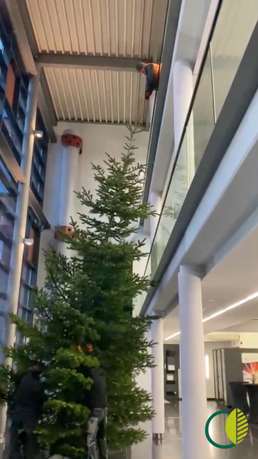 Viel Teamarbeit und am Ende ein Baum, der den Raum komplett verändert. 

#kochchristmann #kaiserslautern #weihnachtsbaum #weihnachten #deko #floristik #teamwork