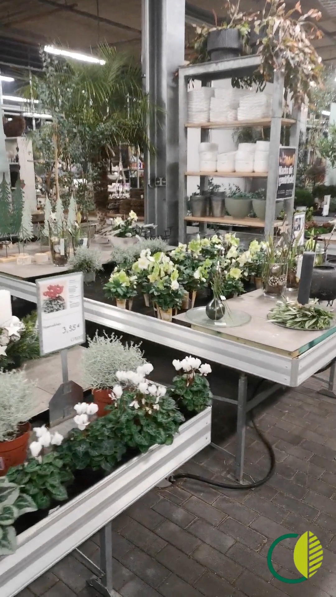 Ein Blick in den Bereich direkt hinter dem Eingang: erste Weihnachtsakzente und ein Vorgeschmack auf das, was in der Ausstellung dahinter wartet. ✨

#kochchristmann #kaiserslautern #advent #weihnachten #ausstellung #gaertnerei #floristik #regional