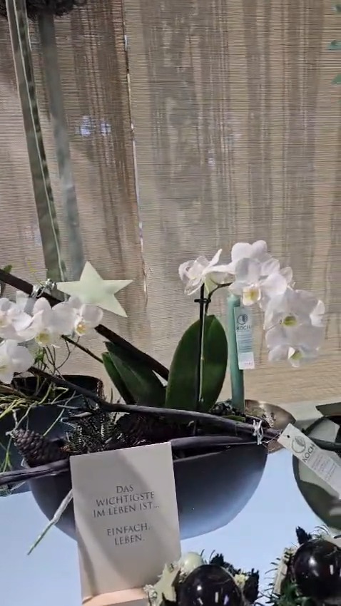 Aus unserer Filiale in der Donnersbergstraße: Orchideen, dezente Deko, Sterne und ein Werkstück mit Kerze.

#kochchristmann #kaiserslautern #floristik #orchideen #advent #weihnachten #deko #donnersbergstraße