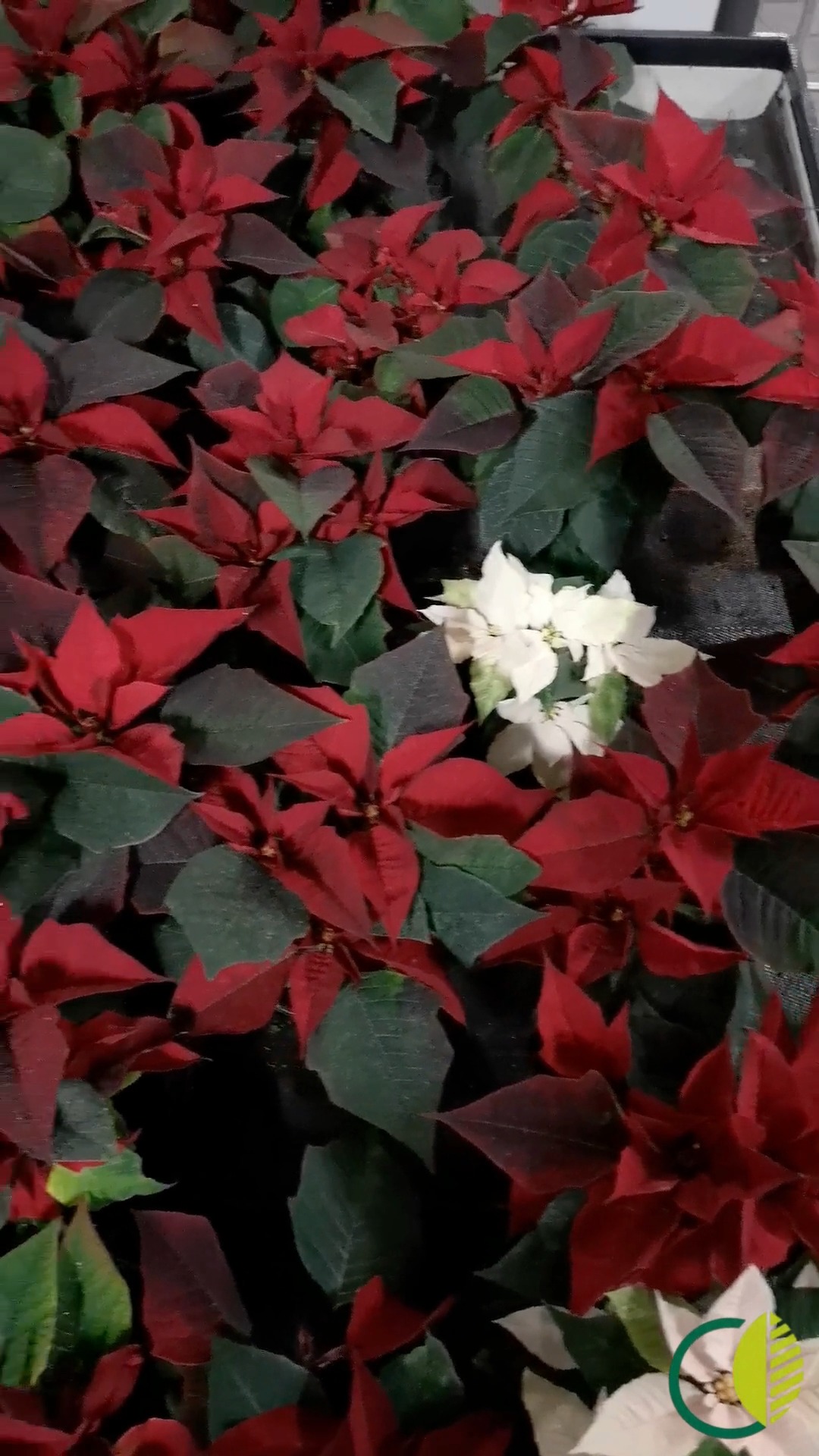 Unsere Kaiserslauterer Weihnachtssterne aus eigener Produktion sind weiterhin im Warmhaus erhältlich – in verschiedenen Größen und Farben. 🌿⭐

#kochchristmann #kaiserslautern #gärtnerei #weihnachtsstern #poinsettia #regional #pflanzen #warmhaus