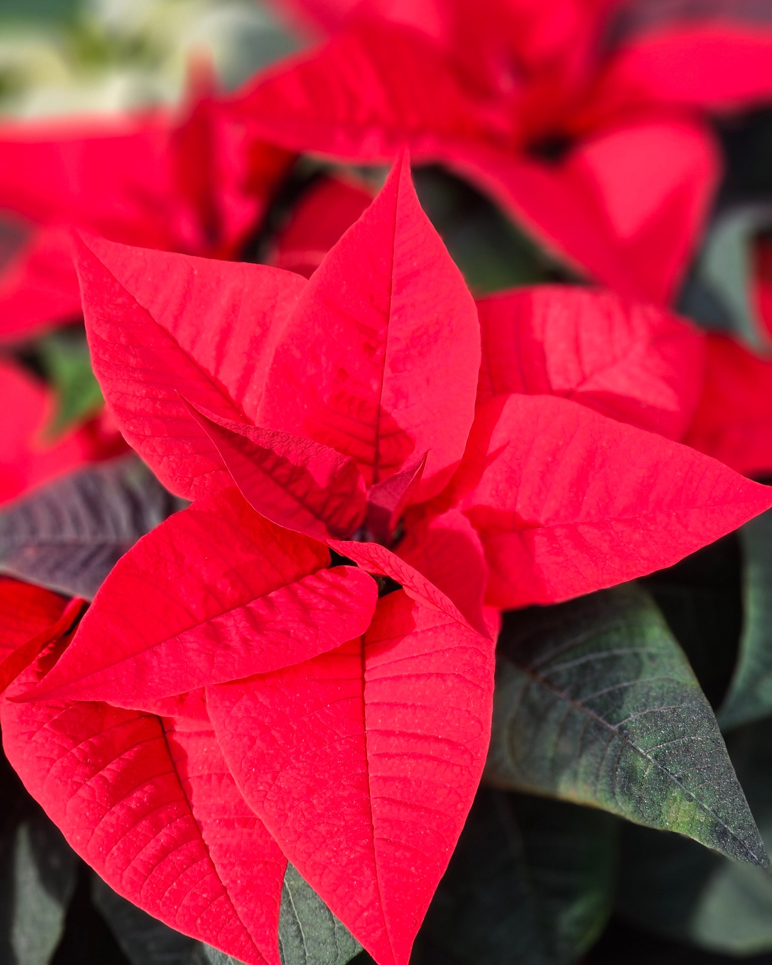 Wir wünschen entspannte Feiertage und einen angenehmen Ausklang des Jahres.
Für das neue Jahr alles Gute, Gesundheit und viele schöne Augenblicke 🌿✨

Die Informationen zu unseren geänderten Öffnungszeiten sind im angepinnten Post.

#kochchristmann #kaiserslautern #feiertage #jahresende #neuesjahr #gärtnerei #floristik
