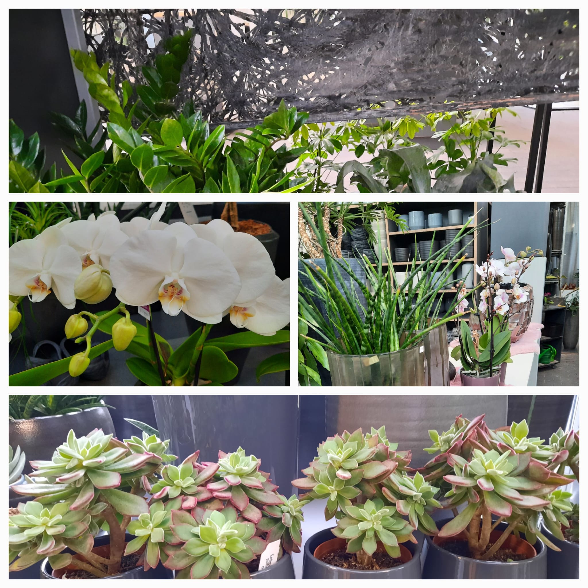 Manchmal entsteht Platz und mit ihm Lust auf etwas Lebendiges.
Zimmerpflanzen, die Atmosphäre schaffen!

#kochchristmann #kaiserslautern #zimmerpflanzen #pflanzenliebe #grünzuhause #gärtnerei