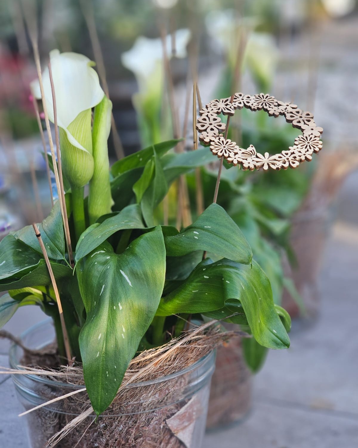 Gute Laune am Wochenende 🤍🌿

Heute im Angebot:
Eine Calla im Glasgefäß, dekoriert mit Kokosfaser, Rietstäben und einem Holzornament.
Ein reduziertes Arrangement mit natürlichen Materialien und klarer Form.

Für 13,90 €, nur solange der Vorrat reicht.
Vorbeischauen & mitnehmen 💚

#kochchristmann #GuteLauneAmWochenende #Wochenendangebot #Calla #Floristik #NatürlicheDeko #Kaiserslautern #Blumenfreude #Regionalekäufe