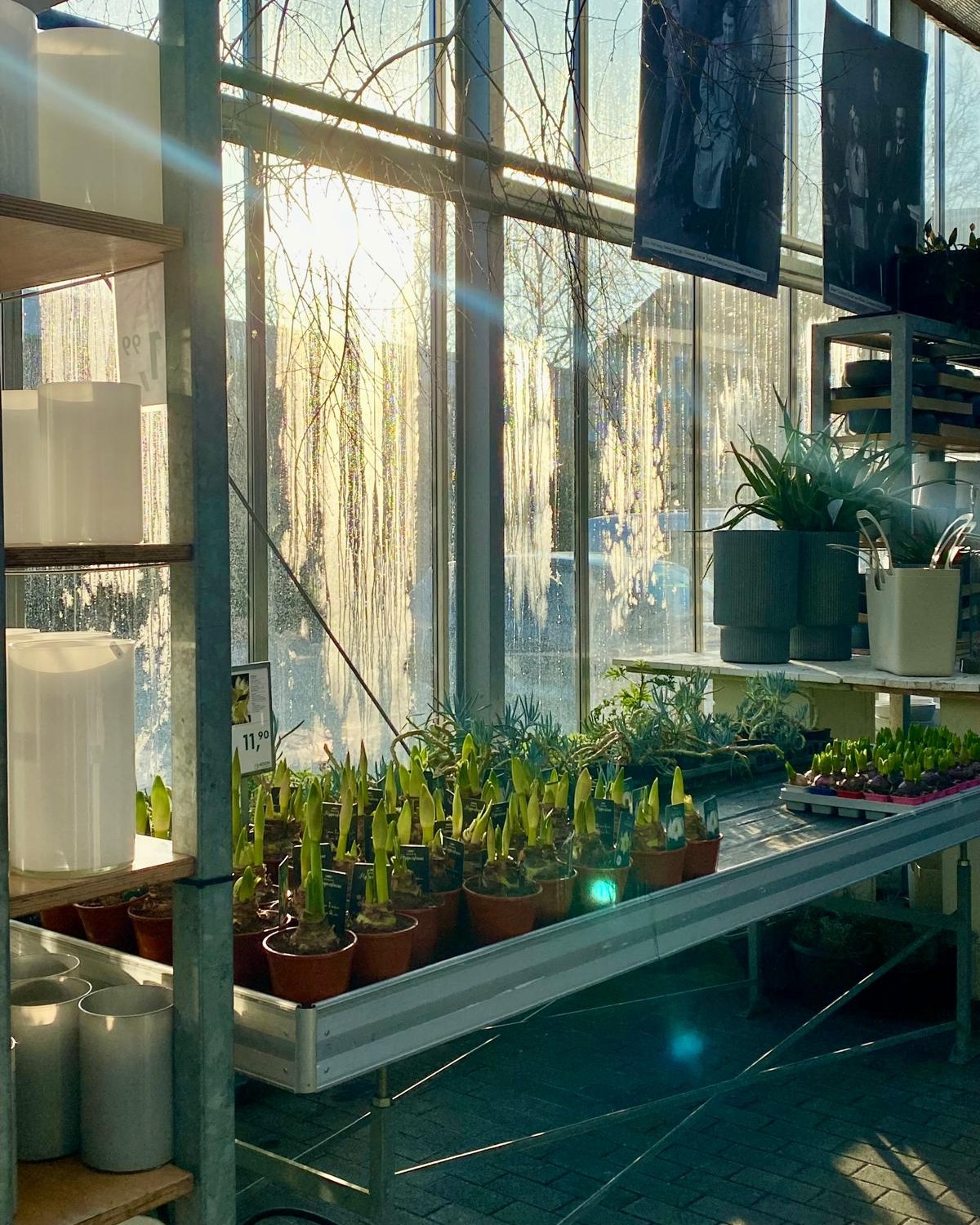 Wenn die Sonne ihren Weg ins Gewächshaus findet.☀️🌿

#kochchristmann #kaiserslautern #gärtnerei #gewächshaus #morgenlicht #pflanzenalltag