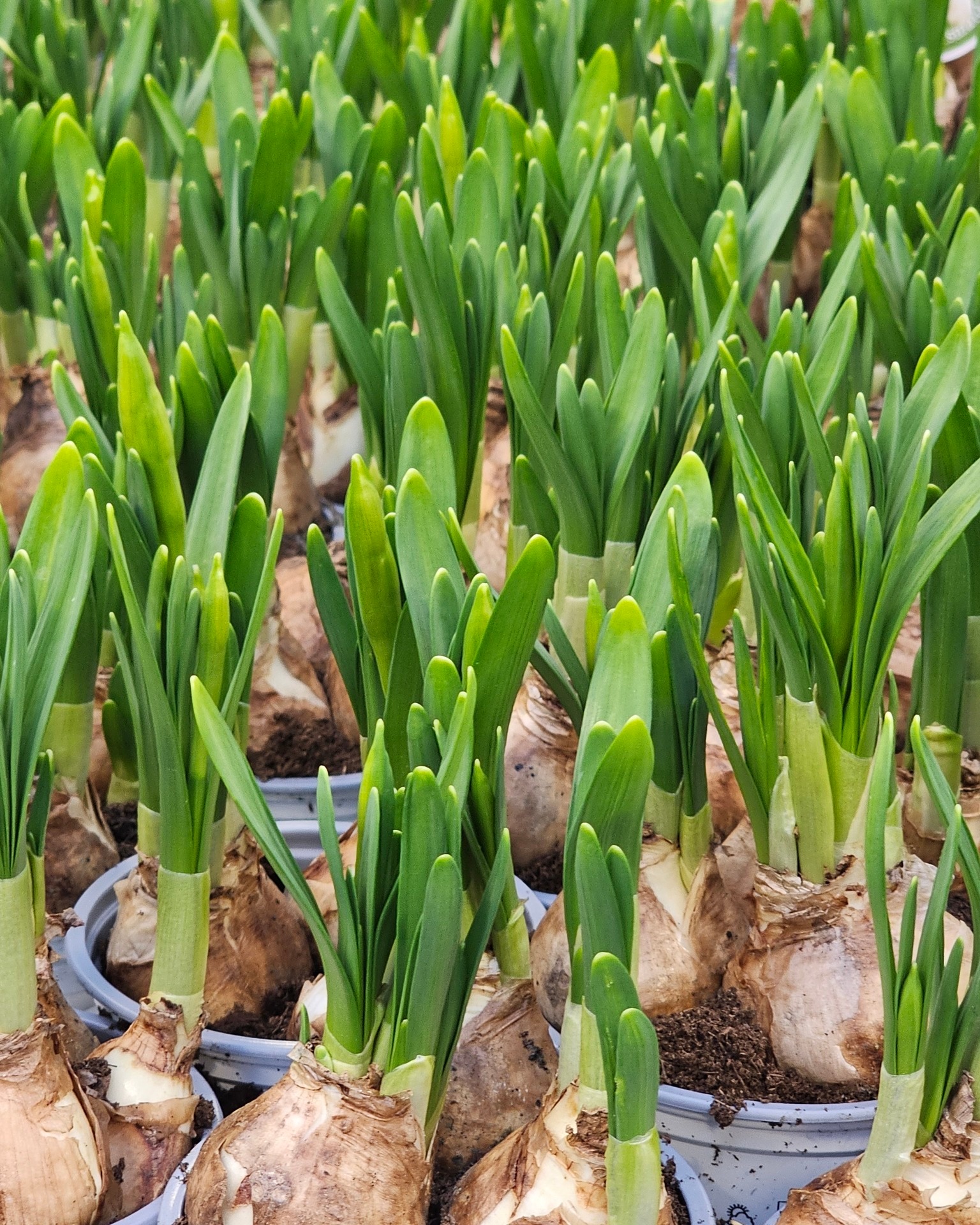 Erste Zeichen des Frühlings.
Grün, das sich aus der Zwiebel schiebt und Knospen, die sich langsam öffnen.

#kochchristmann #kaiserslautern #frühling #zwiebelpflanzen #gärtnerei #pflanzenalltag