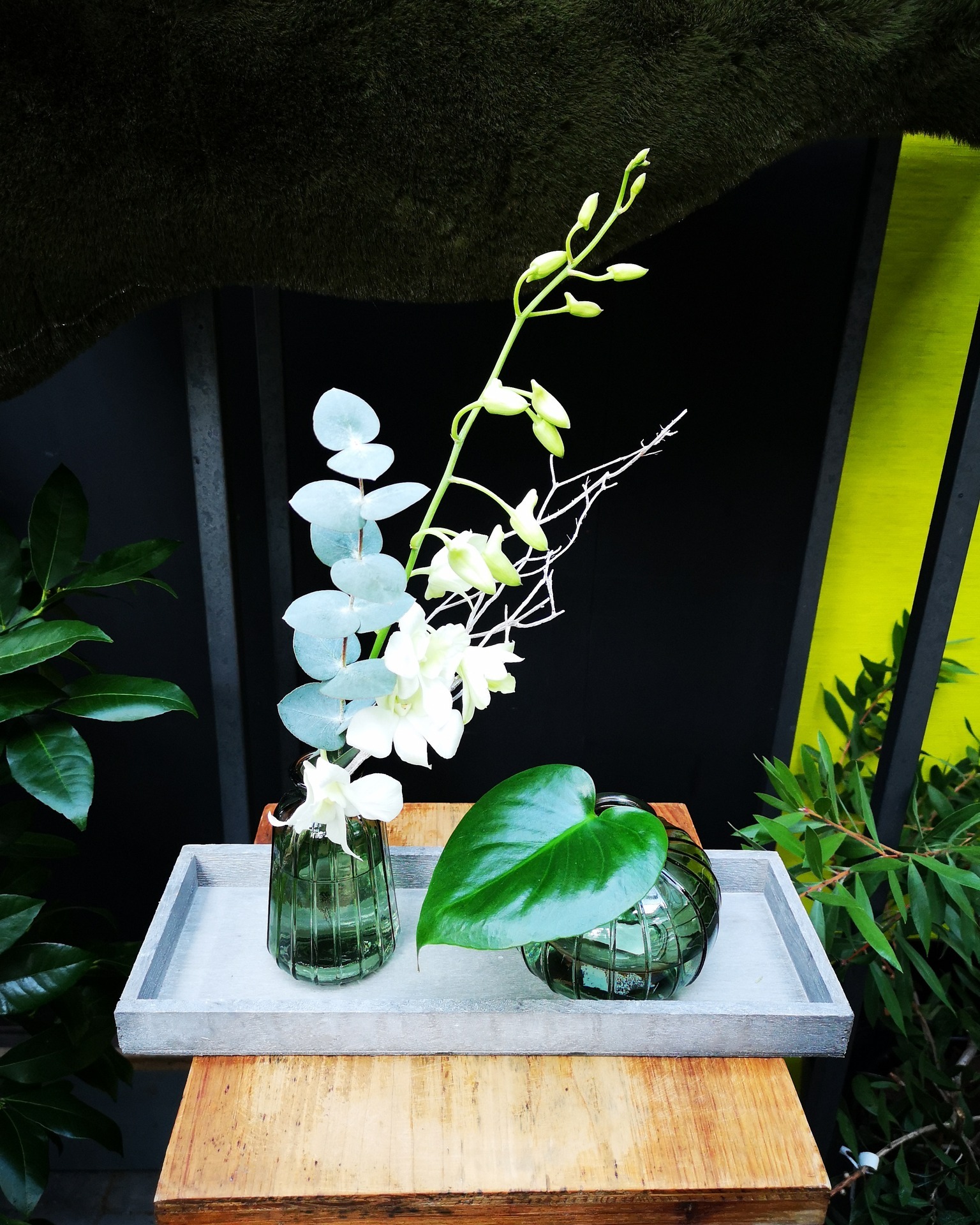 Gute Laune am Wochenende 🌸🌿

Diese Woche im Angebot:
Eine Dendrobie, kombiniert mit Eukalyptus und einem Anthurienblatt.
Arrangiert in zwei passenden Vasen auf einem grauen Holztablett.

Für 13,90 €, nur solange der Vorrat reicht.
Vorbeischauen & mitnehmen 💚

#kochchristmann #GuteLauneAmWochenende #Wochenendangebot #Dendrobie #Orchidee #Floristik #Kaiserslautern #Blumenfreude #Regionalekäufe