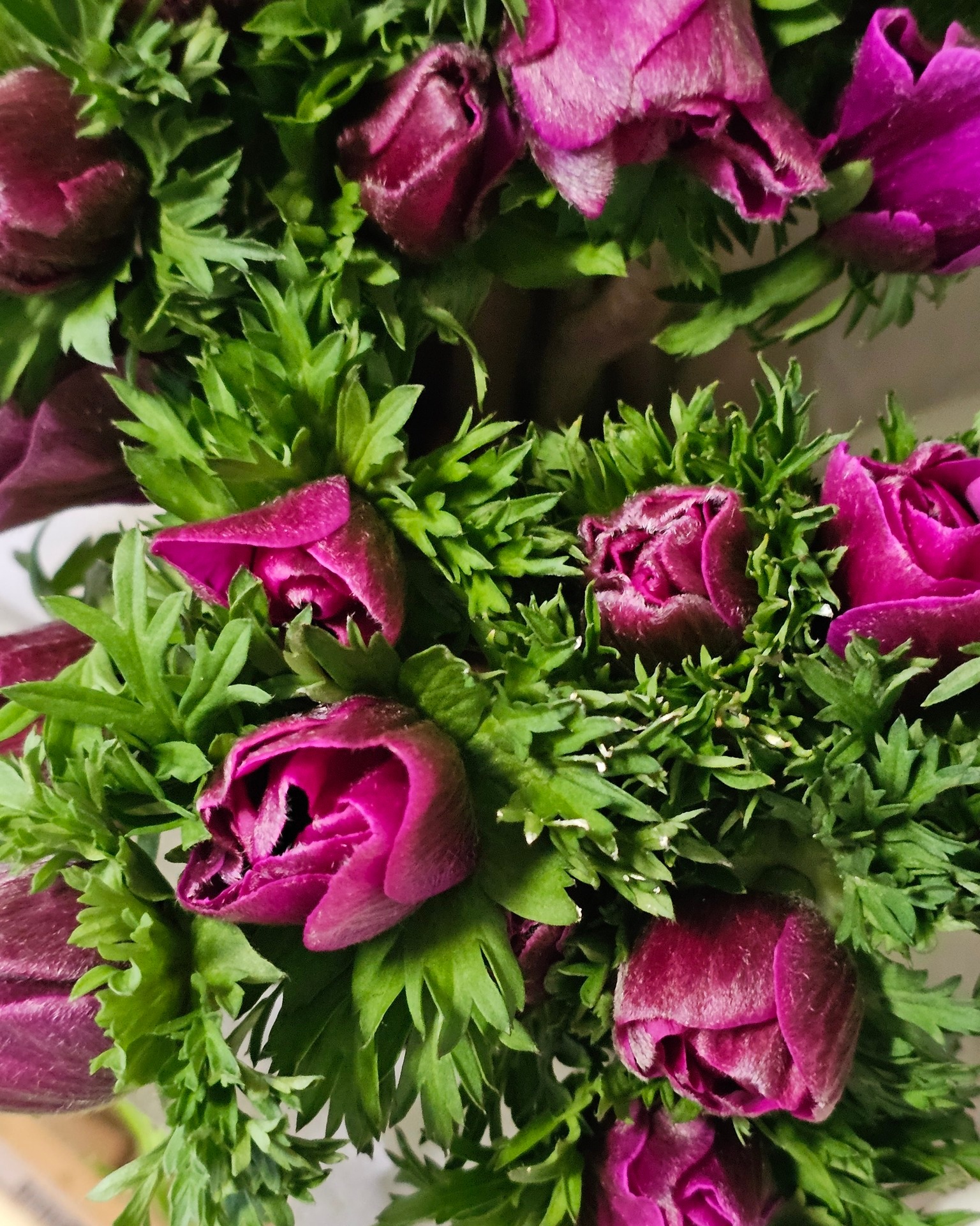 Gestern angekommen.
Frische Schnittblumen aus denen in den nächsten Tagen Sträuße und andere Werkstücke entstehen.

#kochchristmann #kaiserslautern #schnittblumen #floristik #blumenalltag #blumenliebe