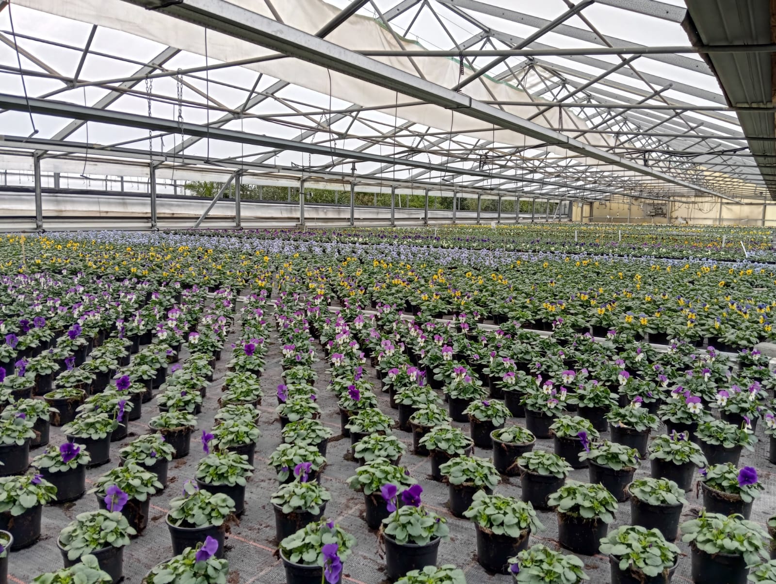 Volle Tische in unserer Gärtnerei.
Frühlingsblüher aus eigener Produktion. Bald geht es weiter ins Verkaufsgewächshaus.🌿🌸

#kochchristmann #kaiserslautern #eigenproduktion #gärtnerei #frühlingsblüher #pflanzenqualität