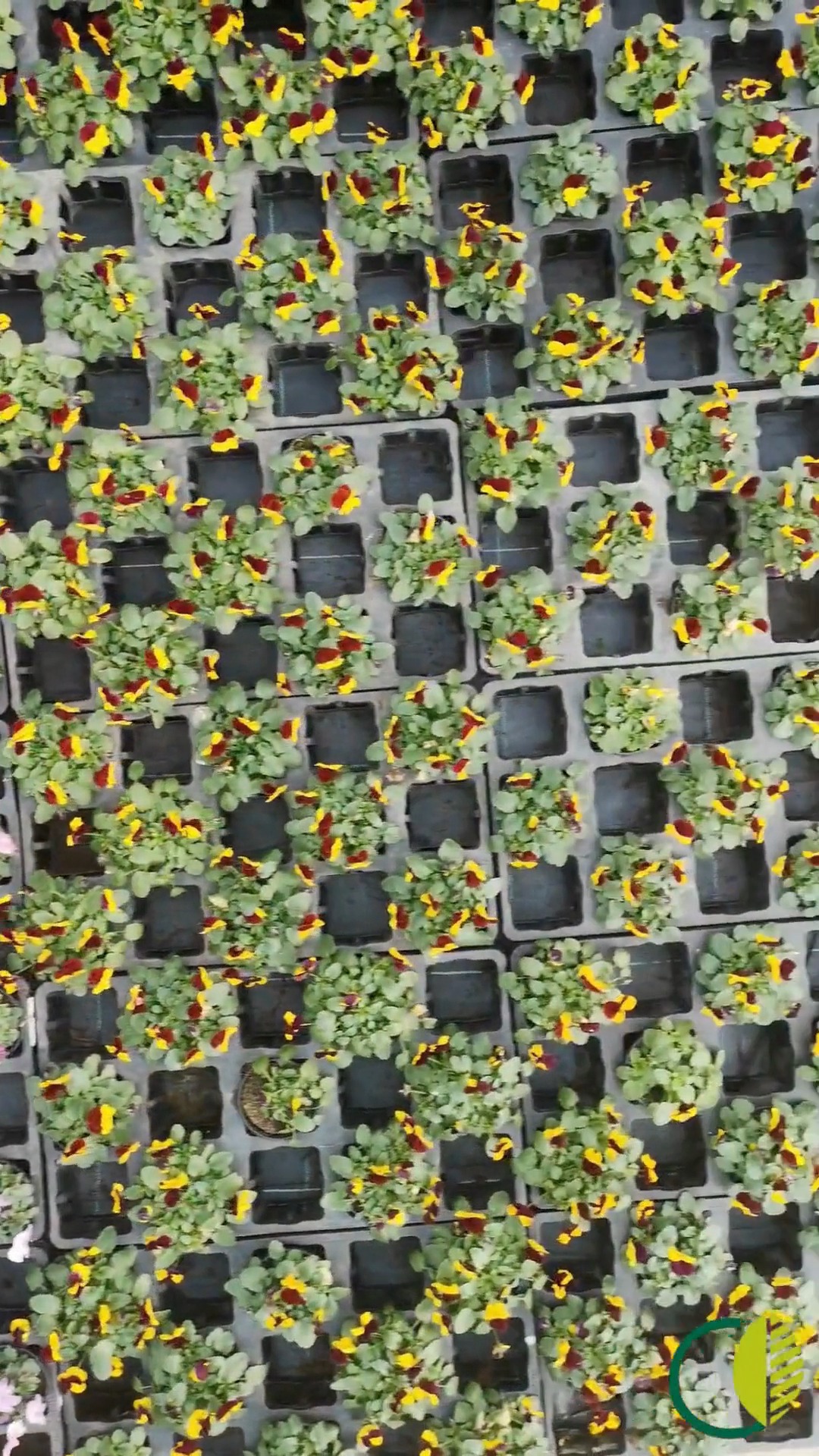 Ein schneller Blick von oben, einmal quer über unser Folienhaus.
Reihe an Reihe wachsen hier Frühlingsblüher heran. 🌿

#kochchristmann #kaiserslautern #eigenproduktion #gärtnerei #pflanzenvielfalt #regional