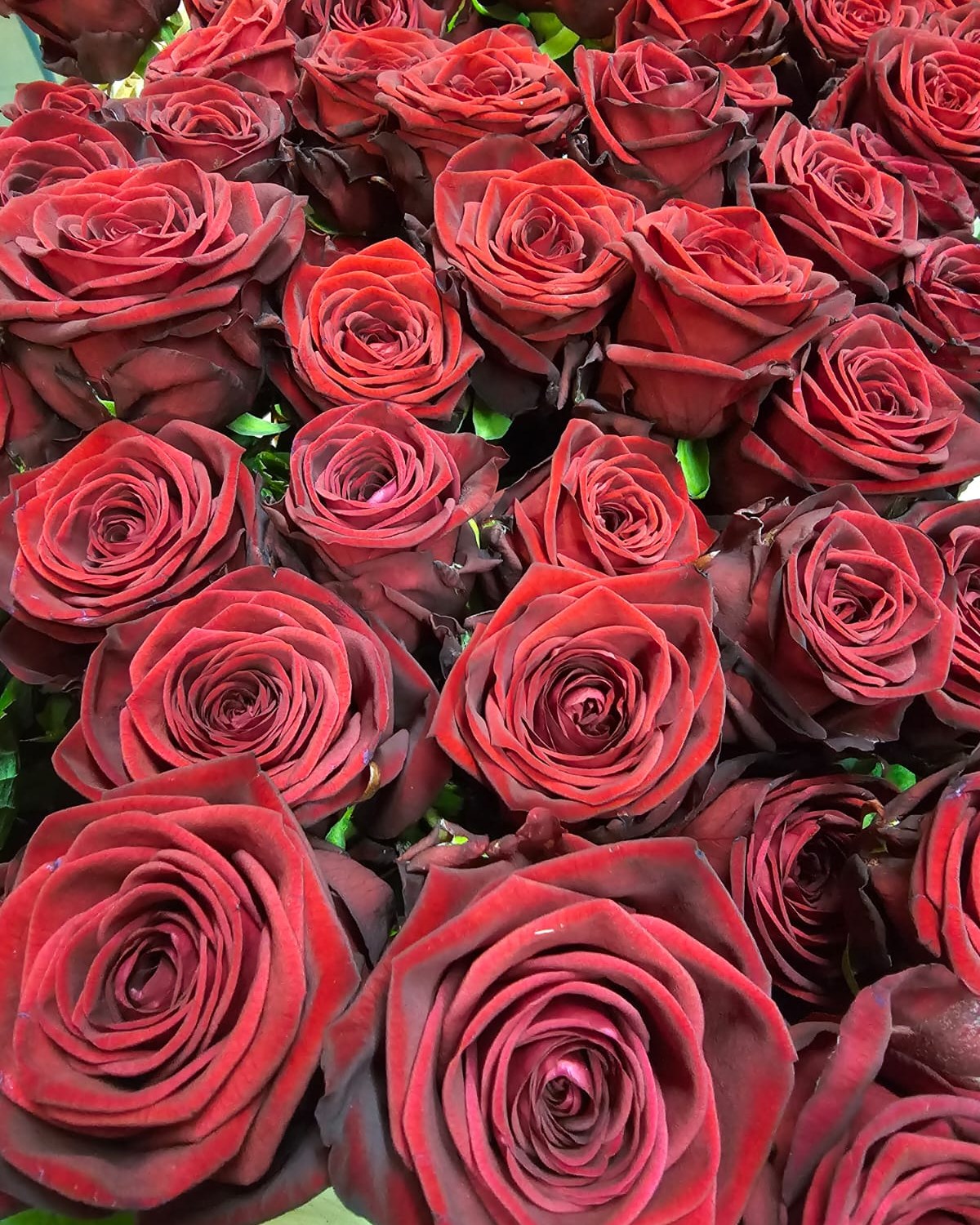 Der Valentinstag kann kommen.
Ob klassisch in Rot oder in anderen Farbtönen, wir haben die passenden Rosen für morgen vorbereitet. 🌹

#kochchristmann #kaiserslautern #valentinstag #rosen #blumenstrauß #floristik #blumenliebe