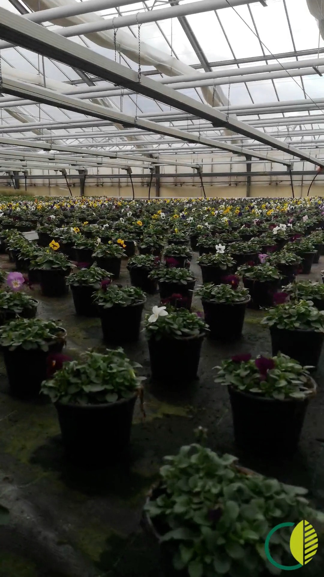 Zum Wochenende nochmal ein Blick in unsere Produktion.
Frühlingspflanzen stehen hier Reihe für Reihe bereit und wachsen Stück für Stück weiter. 🌿

#kochchristmann #kaiserslautern #eigenproduktion #gärtnerei #frühlingspflanzen #regional