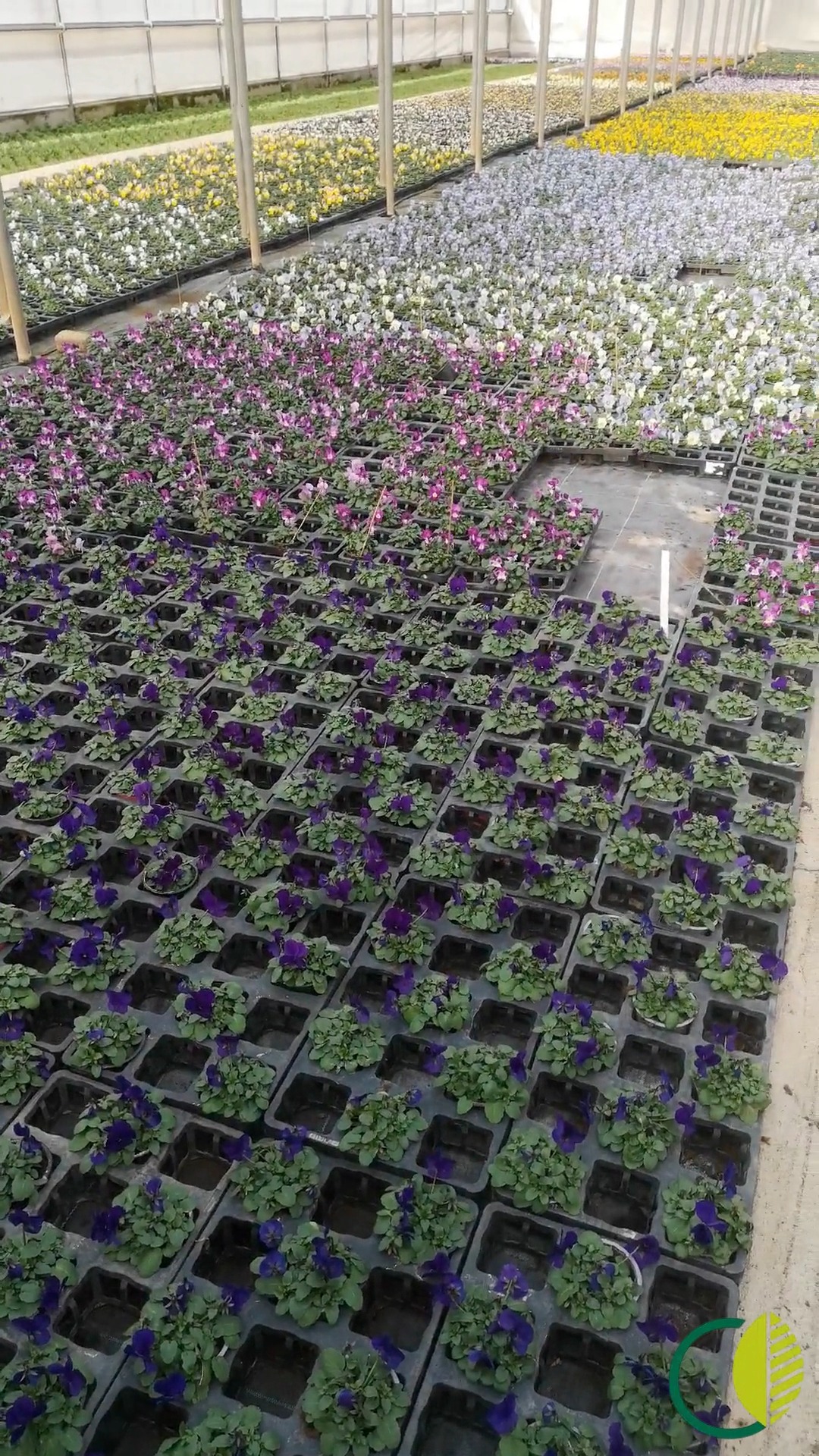 Ein weiterer Blick ins Folienhaus.
Viele Frühlingsblüher entwickeln sich Schritt für Schritt weiter, direkt aus eigener Produktion. 🌱

#kochchristmann #kaiserslautern #eigenproduktion #gärtnerei #frühlingsblüher #regional #pflanzenliebe