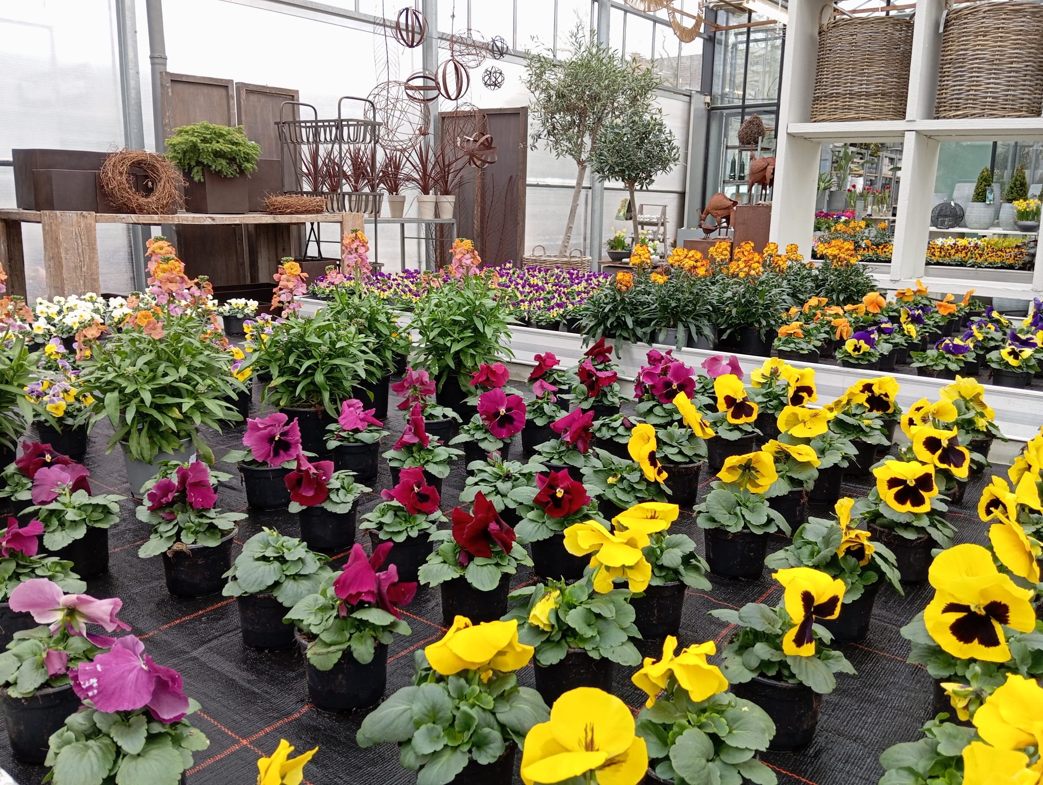 Langsam zieht der Frühling ein.

Im Verkaufsgewächshaus zeigen sich die blühenden Pflanzen in vielen Farben und auch in der Produktion wird es immer bunter. 

#kochchristmann #kaiserslautern #verkaufsgewächshaus #eigenproduktion #gärtnerei #frühling #frühlingsblüher #pflanzenliebe