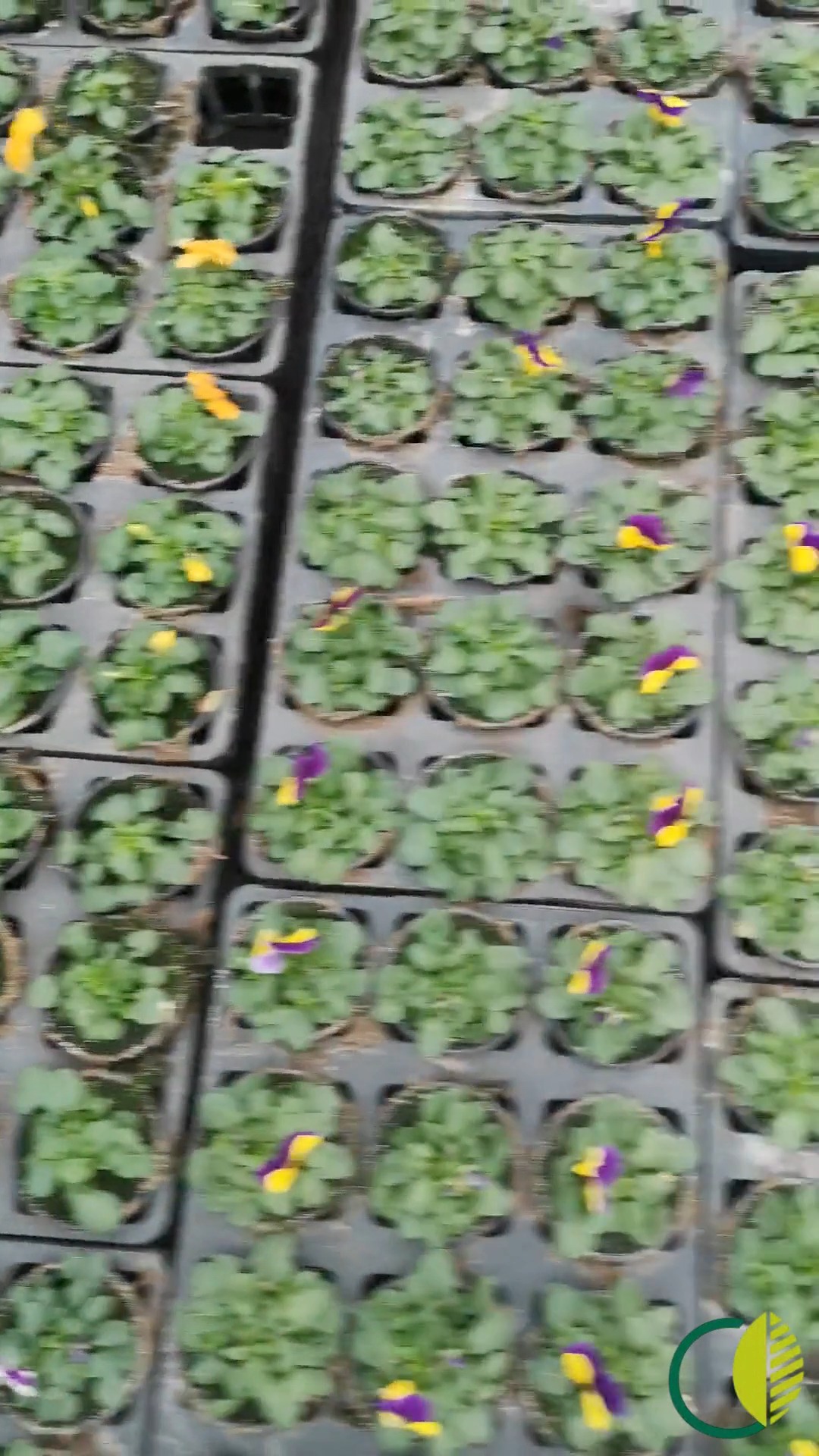 Eine kleine Kamerafahrt über die Tische in unserer Produktion.

Die Tische sind gut gefüllt, überall blüht es und wird von Tag zu Tag bunter. 

#kochchristmann #kaiserslautern #gärtnerei #eigenproduktion #frühlingsblüher #hornveilchen