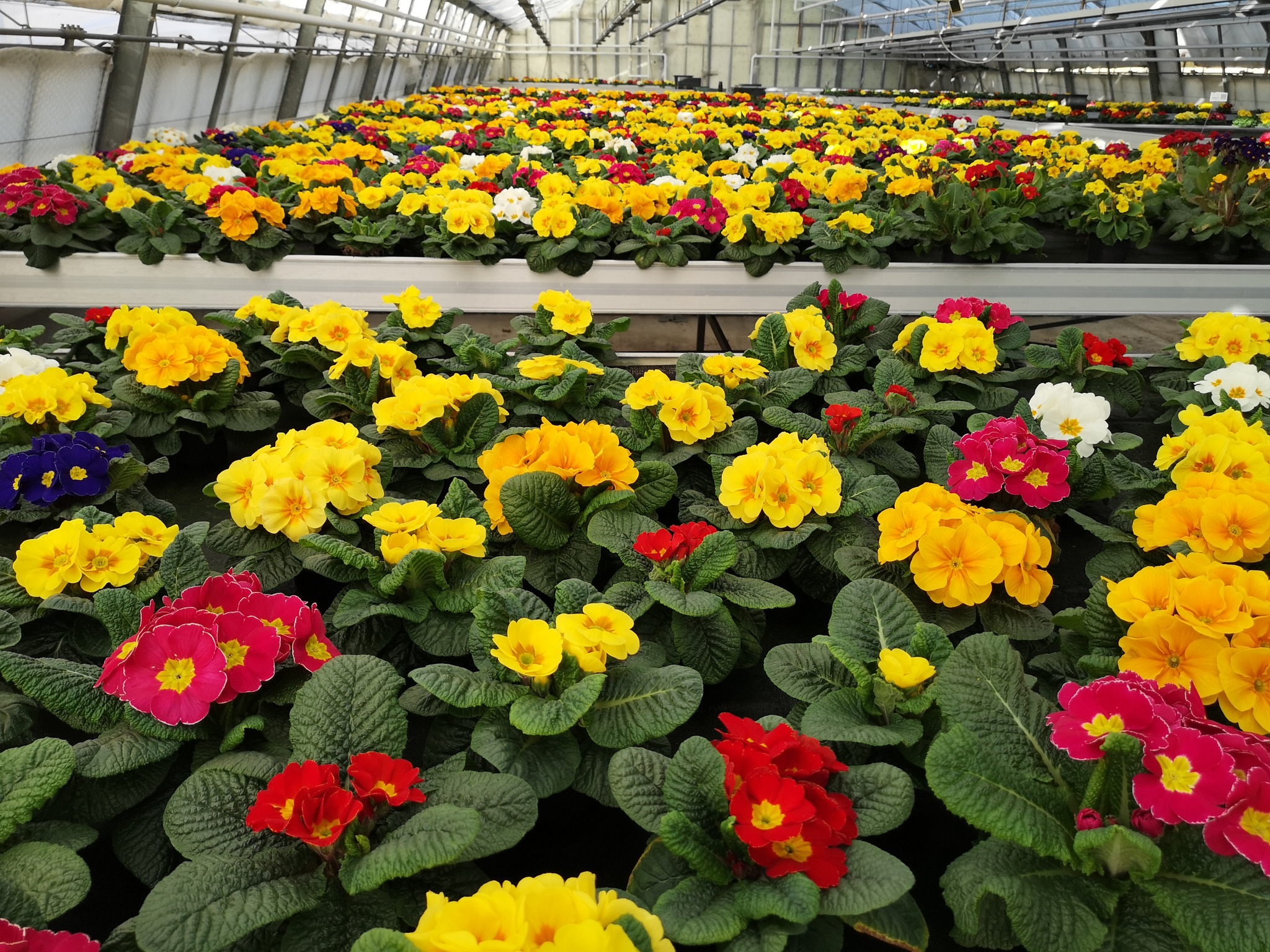 Die Gewächshäuser sind im Moment gut gefüllt. Reihenweise Frühlingsblüher stehen bereit und bringen immer mehr Farbe. Ein Teil ist schon im Verkauf, vieles wächst hier noch weiter, bis es bereit für Beet, Balkon oder Kasten ist.

#kochchristmann #kaiserslautern #gärtnerei #eigenproduktion #frühlingsblüher #hornveilchen #frühling #pflanzenliebe